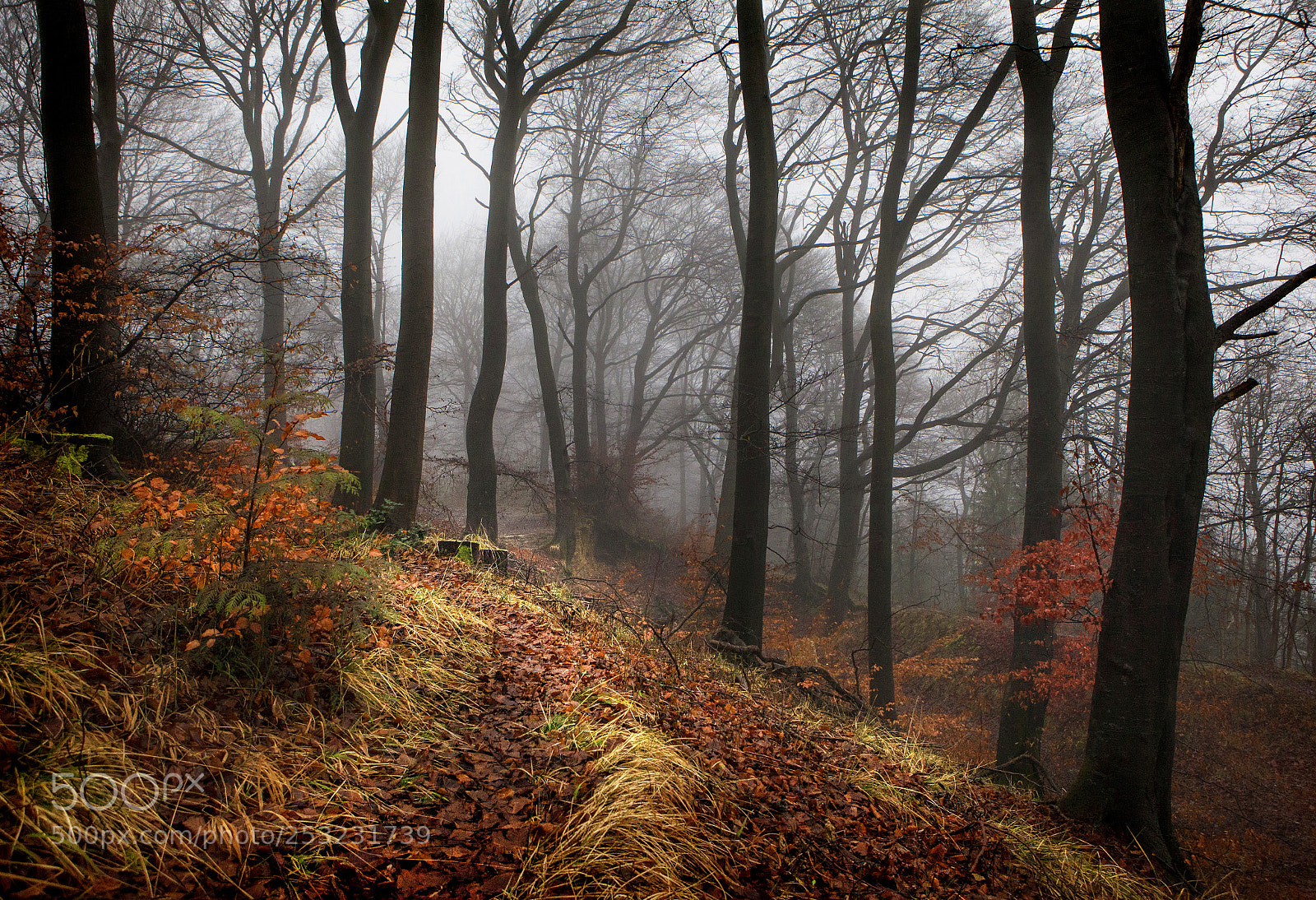 Canon EOS 5D Mark II sample photo. Into the misty wood photography