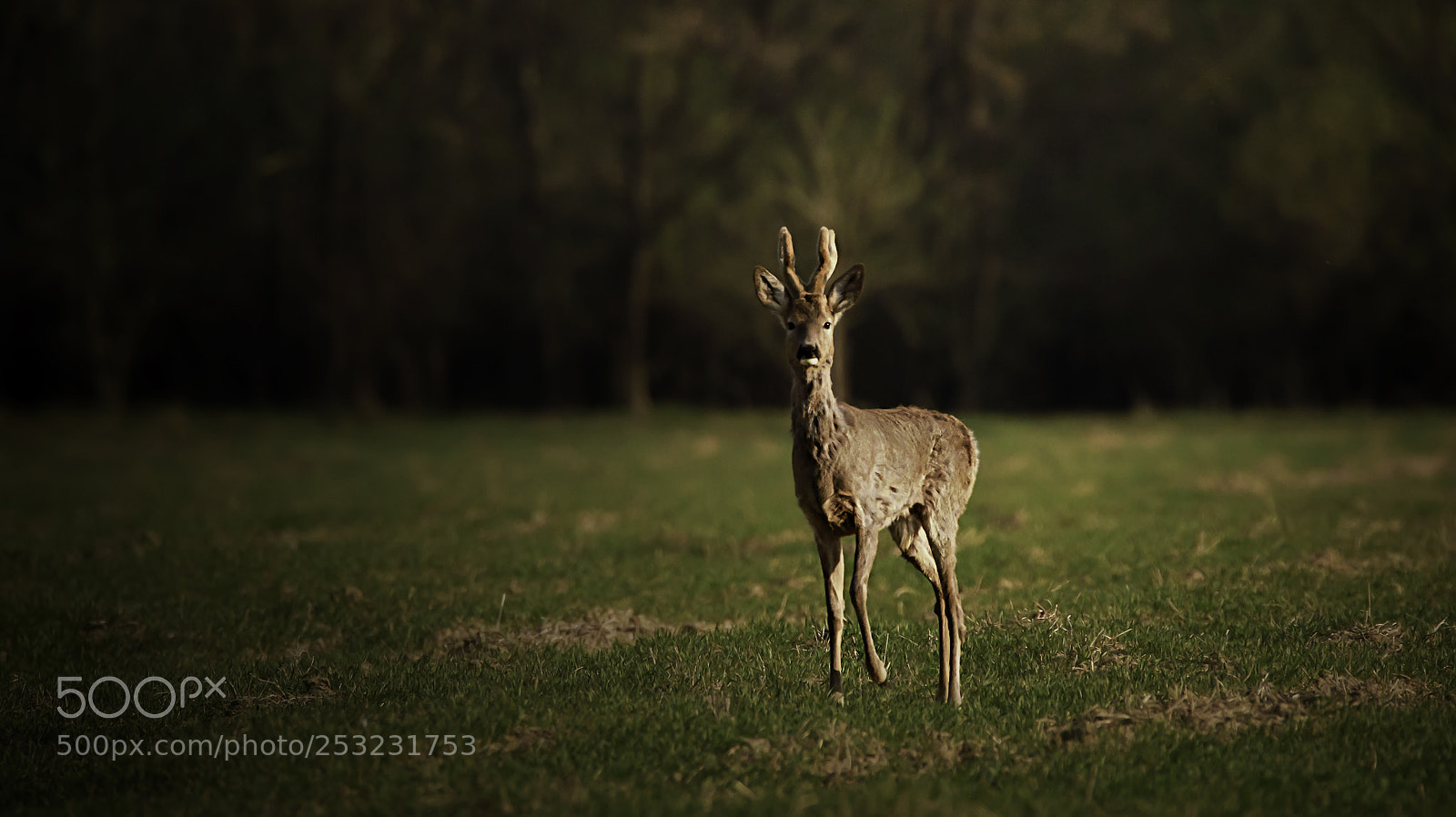 Canon EOS 7D Mark II sample photo. Roe deer photography