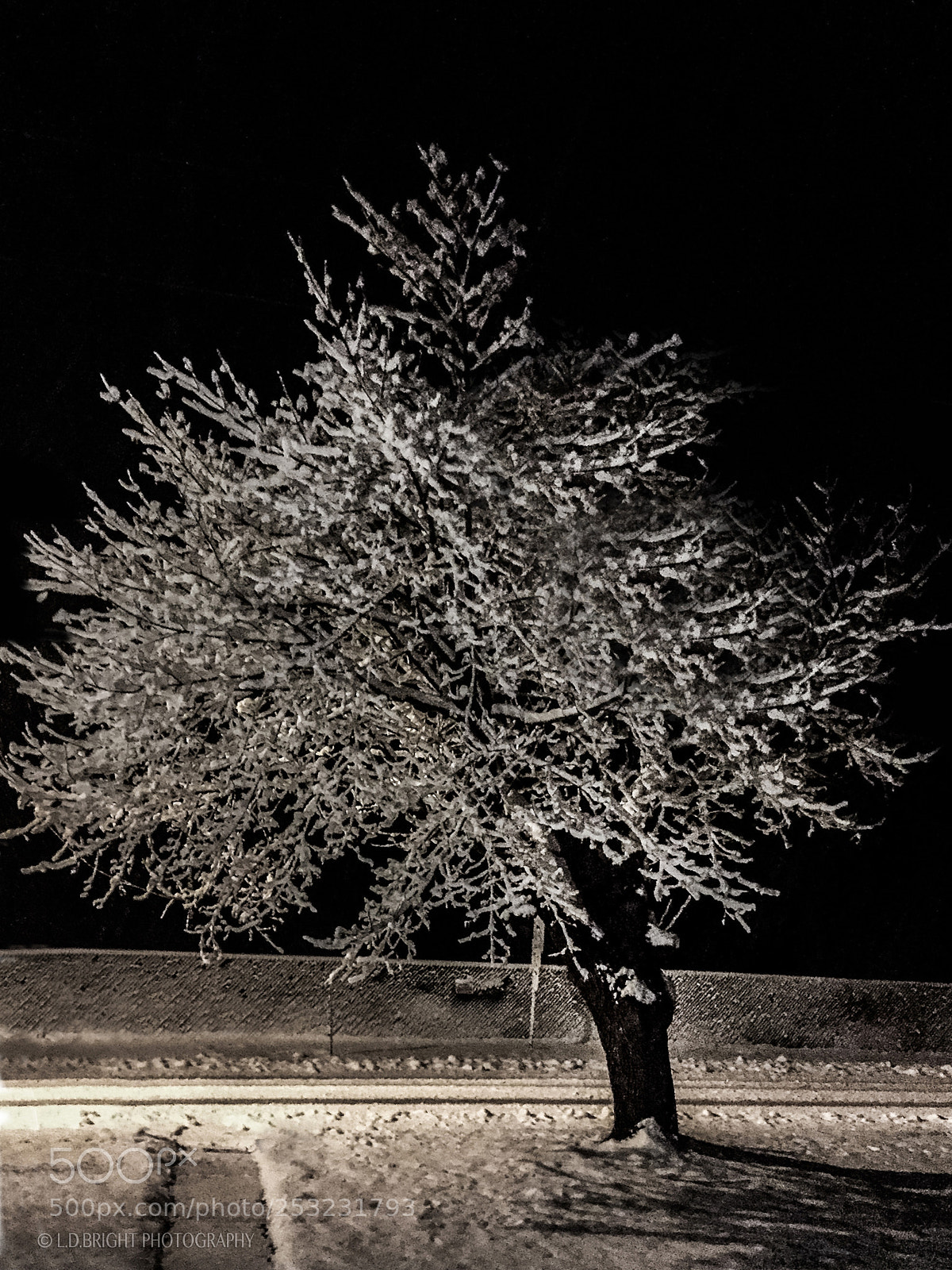 Apple iPhone 6 sample photo. Treecicles photography