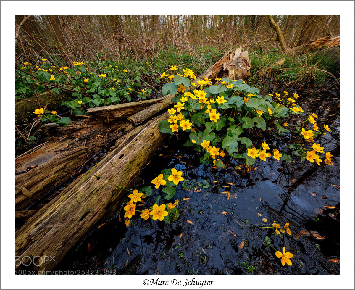 Canon EOS 5D Mark IV sample photo. Kingcup revisited photography