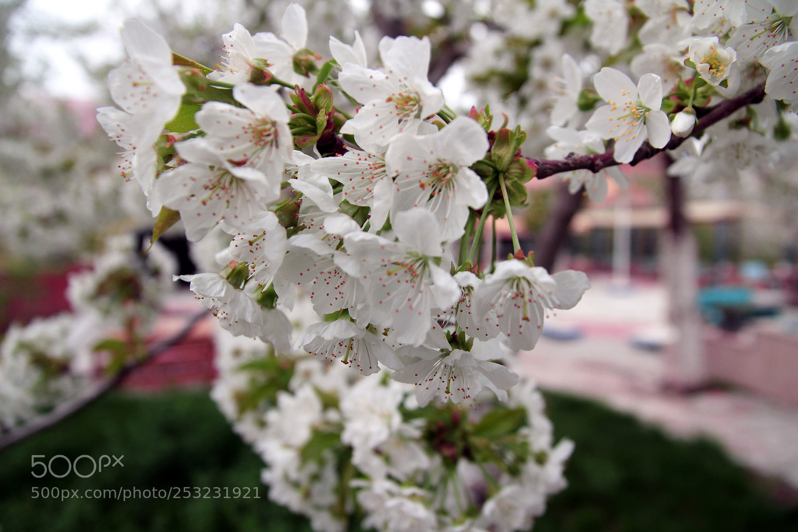 Canon EOS 60D sample photo. Img photography