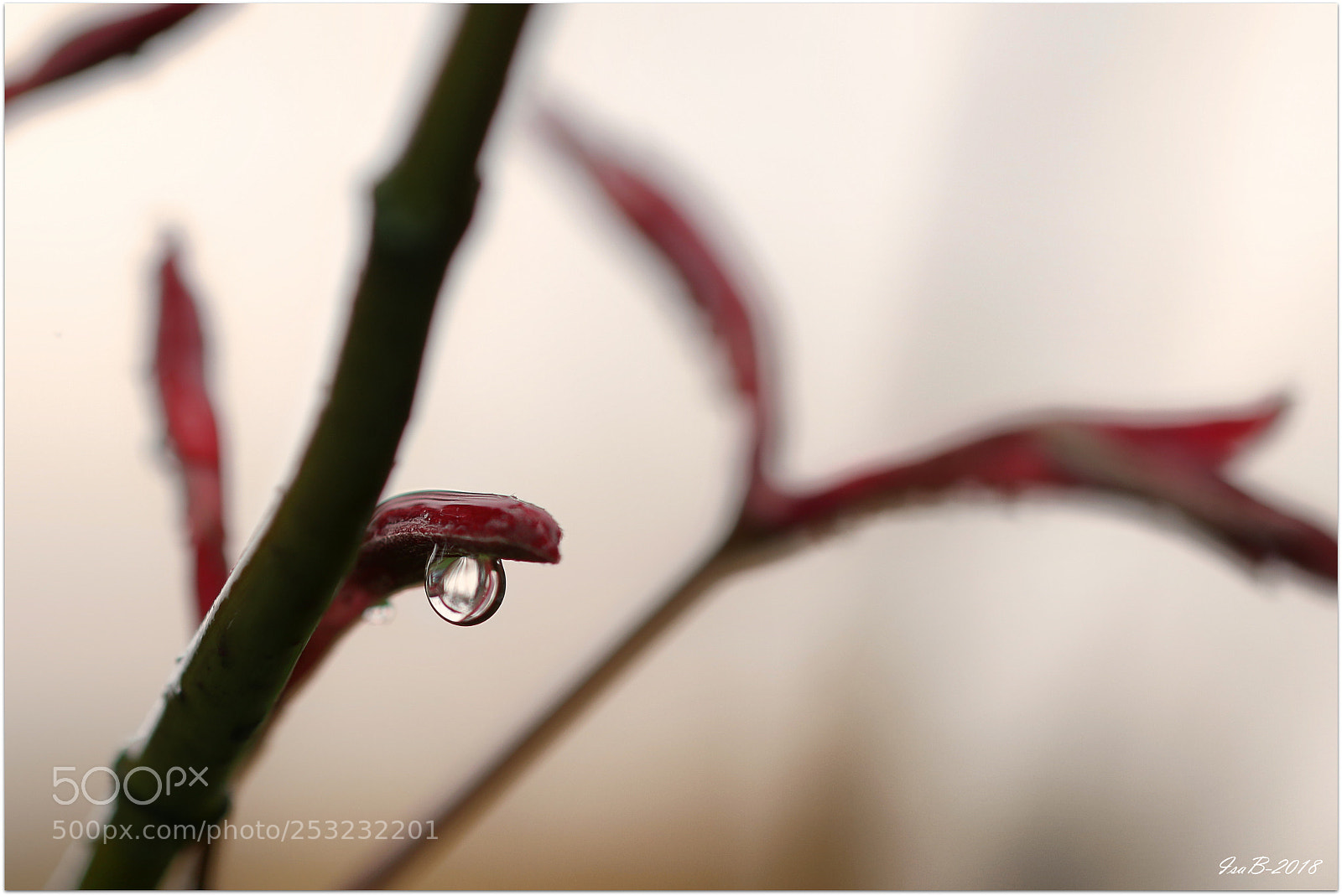 Canon EOS 70D sample photo. Img photography