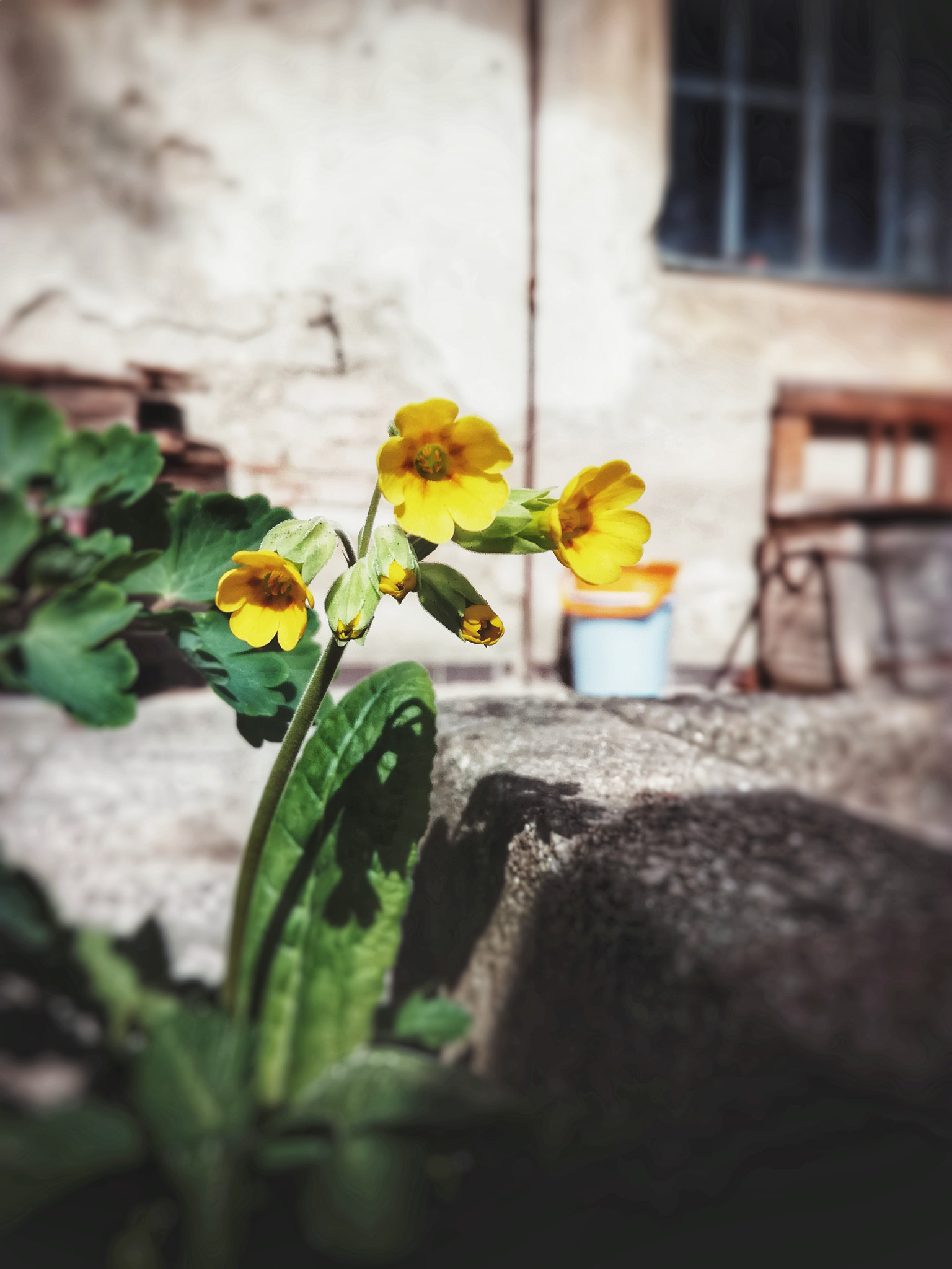 HUAWEI Honor 5C sample photo. Primula veris photography