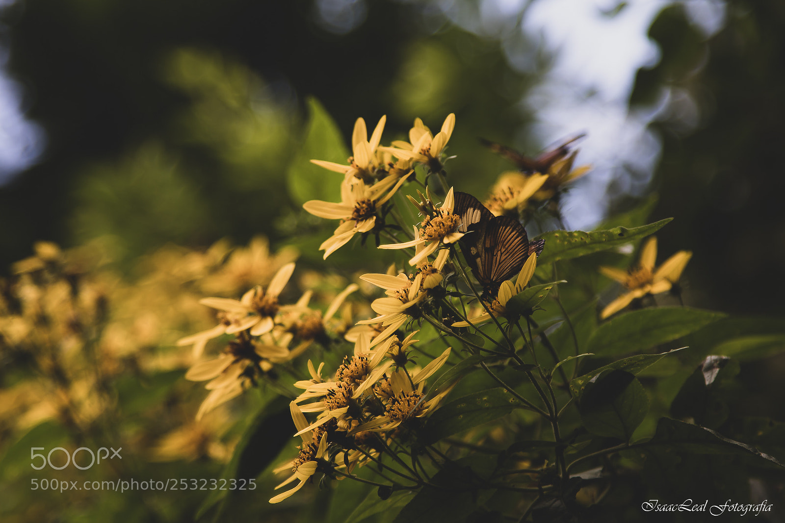 Canon EOS 750D (EOS Rebel T6i / EOS Kiss X8i) sample photo. Butterfly and flowers photography