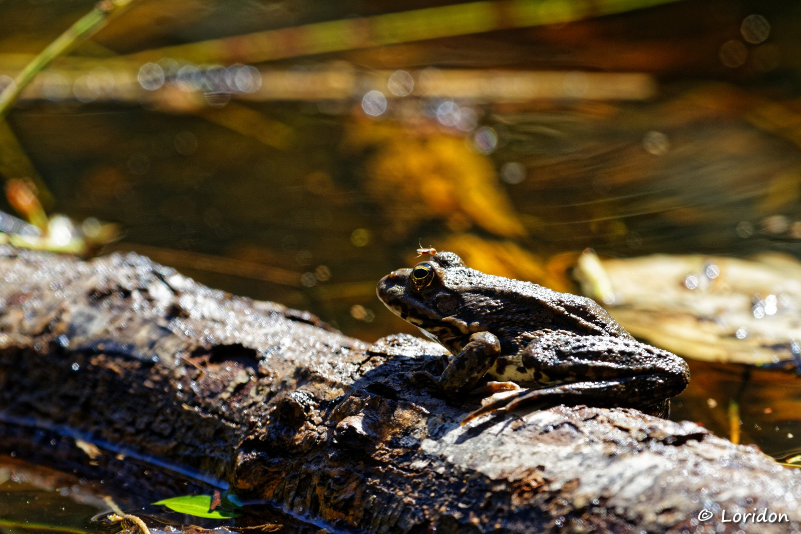 Canon EOS 7D + Canon EF 100-400mm F4.5-5.6L IS USM sample photo. Frog bathsun photography
