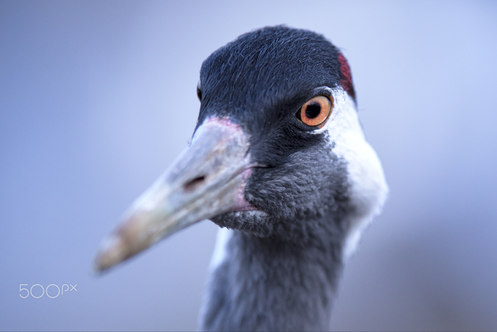 Crane portrait