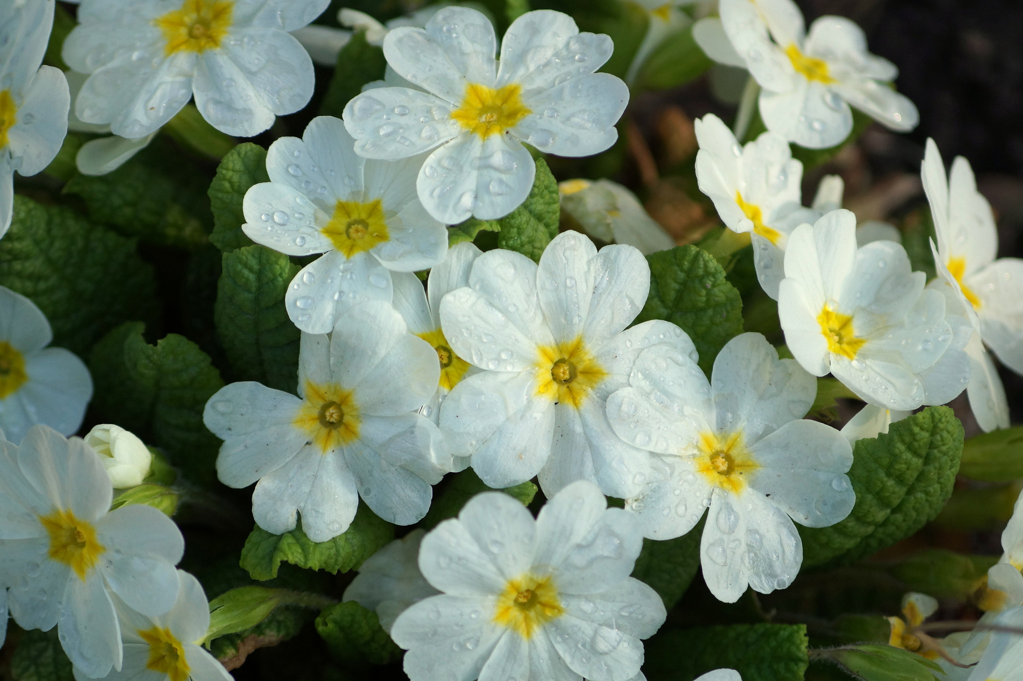 Sony DT 55-200mm F4-5.6 SAM sample photo. Primula - spring in warsaw photography