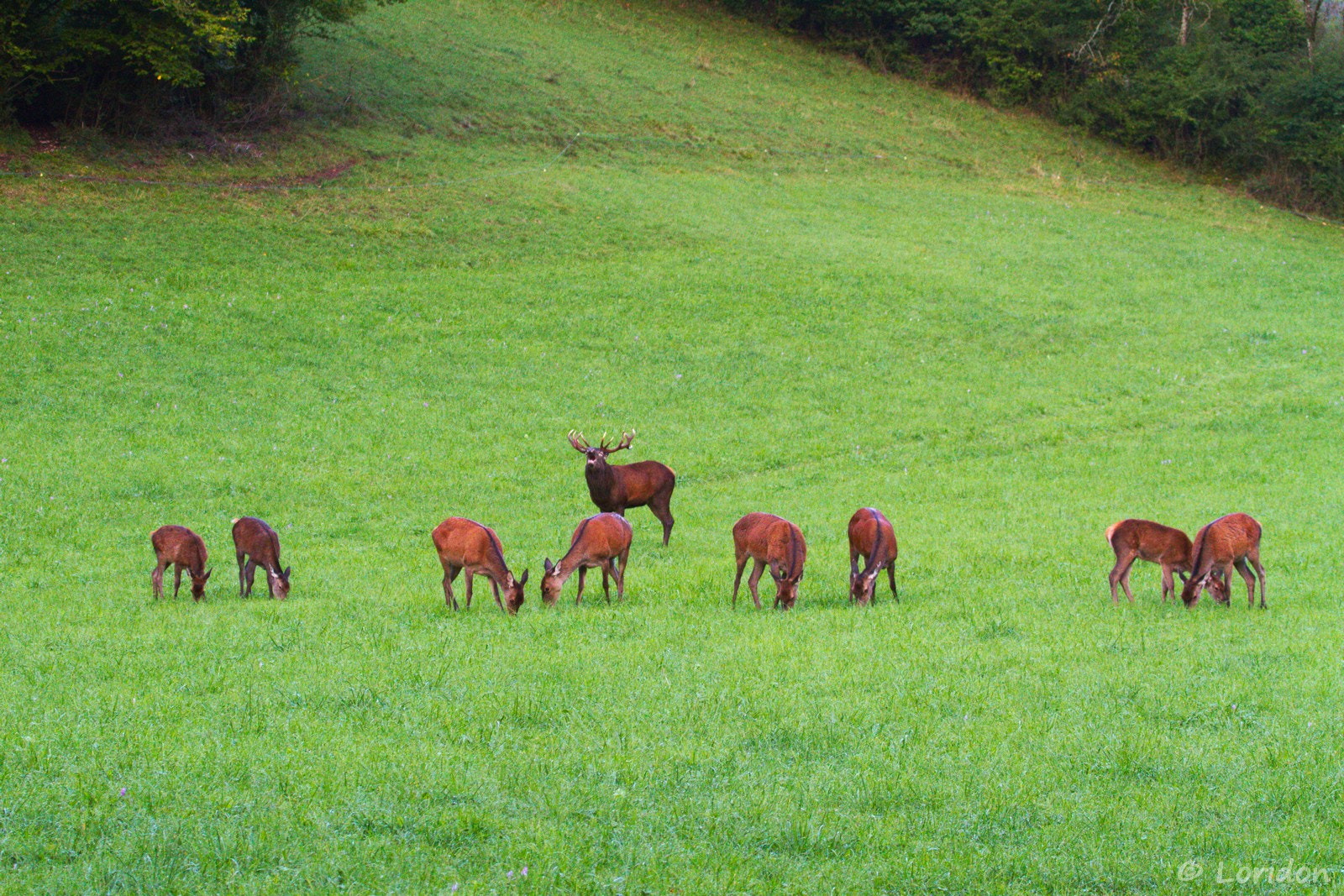 Canon EF 100-400mm F4.5-5.6L IS USM sample photo. Deer with wifes photography