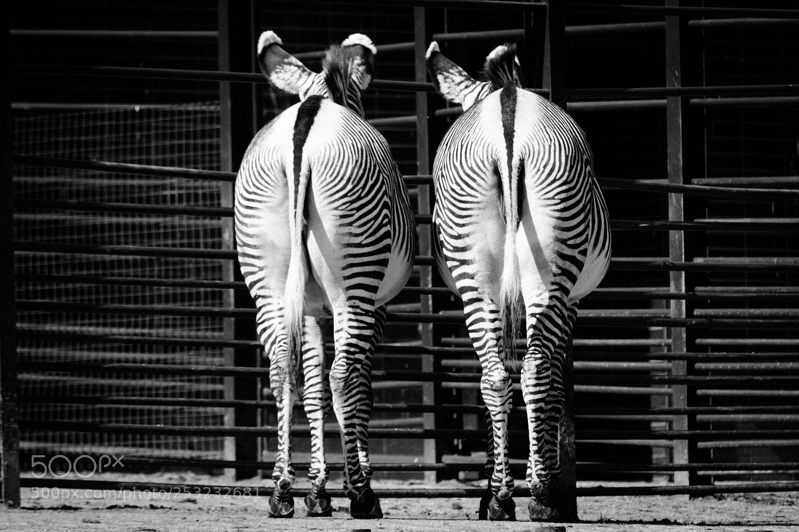 Nikon D7100 sample photo. Stripes photography