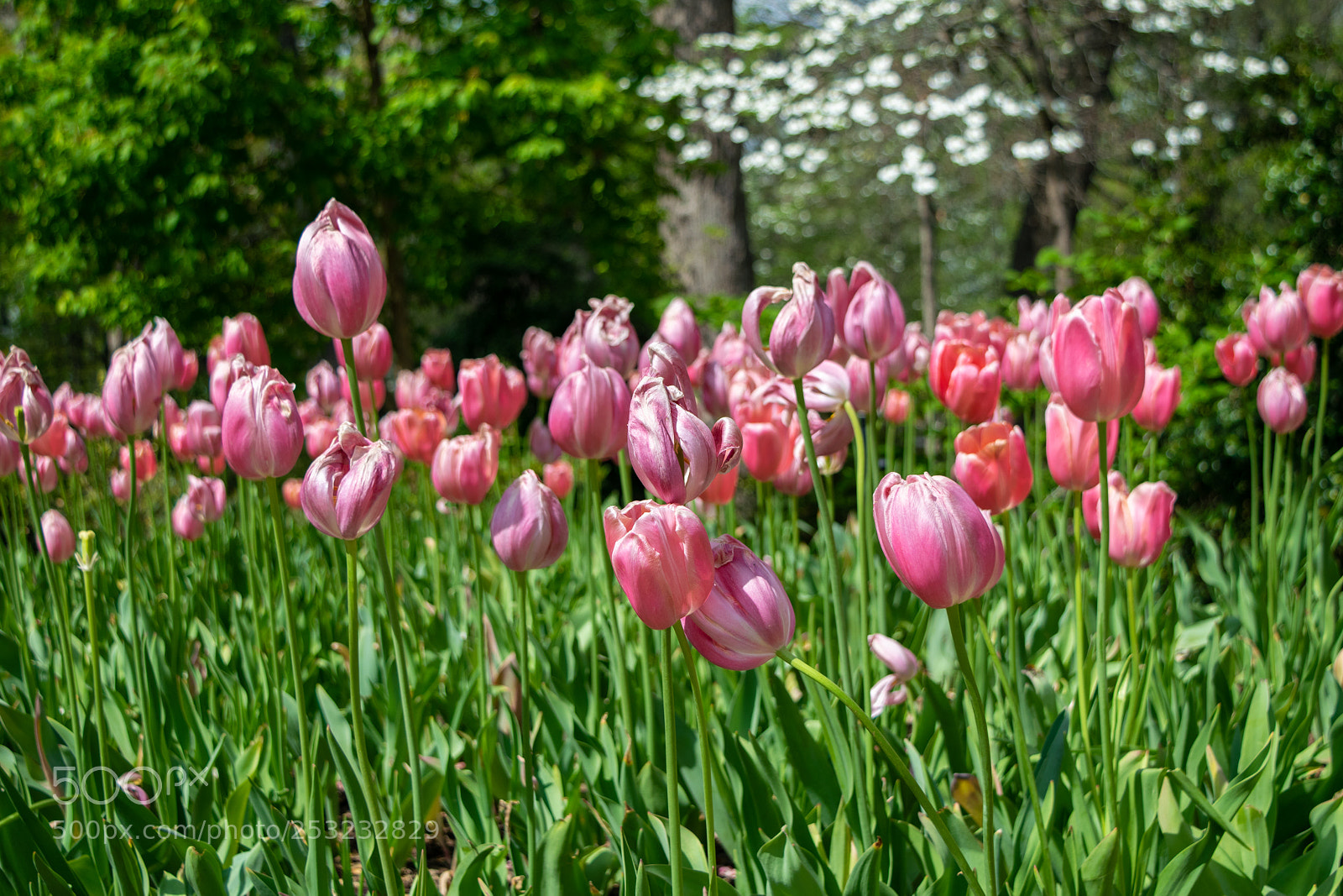Nikon D5300 sample photo. Tulips, atlanta photography
