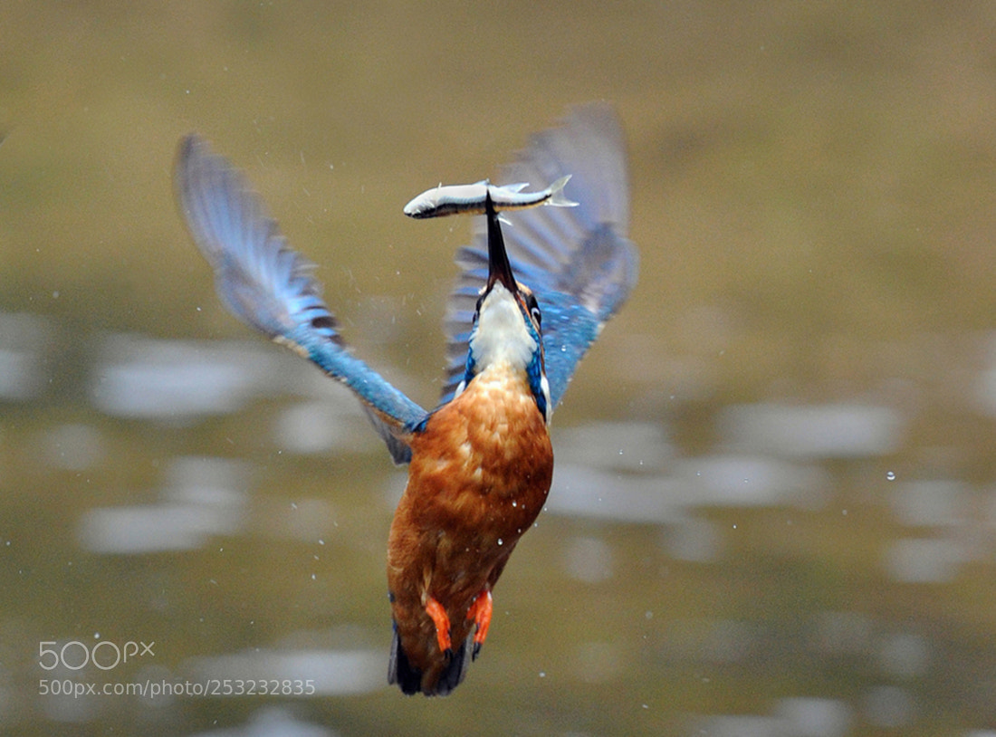 Nikon D3S sample photo. Kingfisher photography