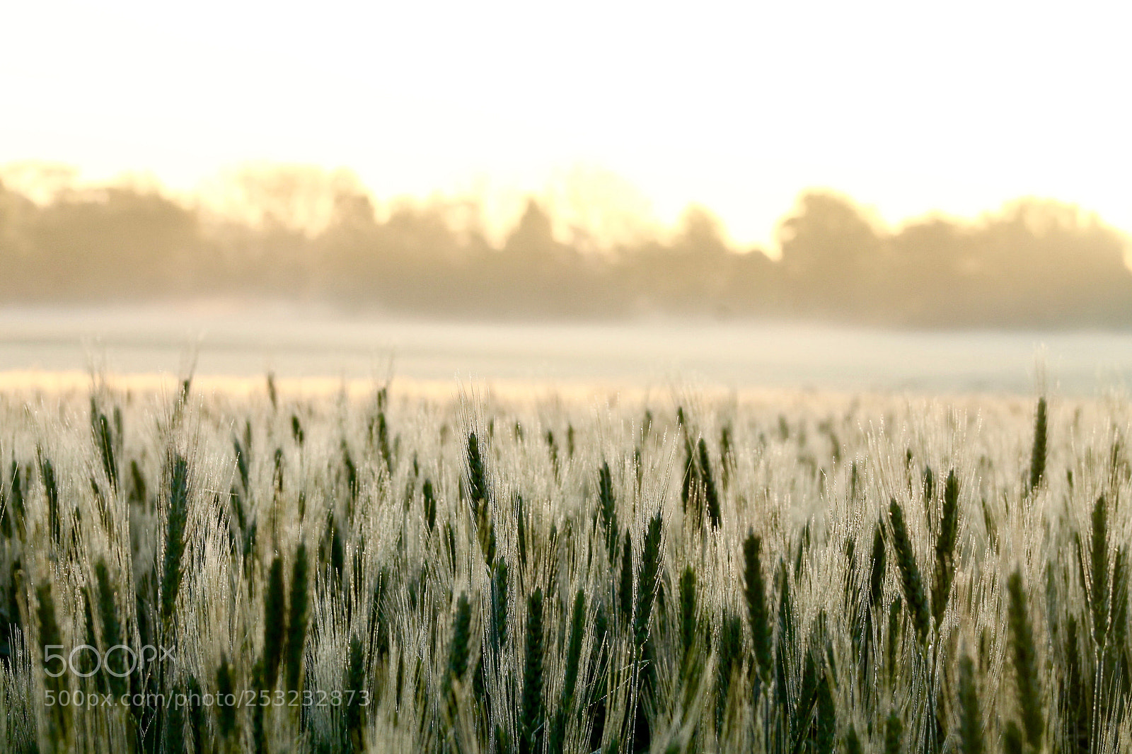 Canon EOS 1100D (EOS Rebel T3 / EOS Kiss X50) sample photo. Morning wheat photography