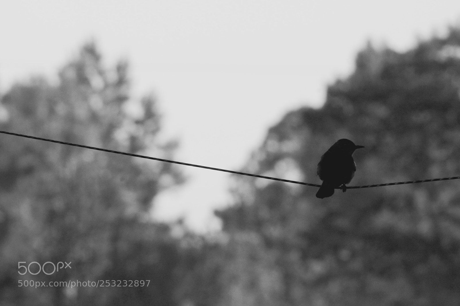 Canon EOS 1100D (EOS Rebel T3 / EOS Kiss X50) sample photo. Tightrope photography