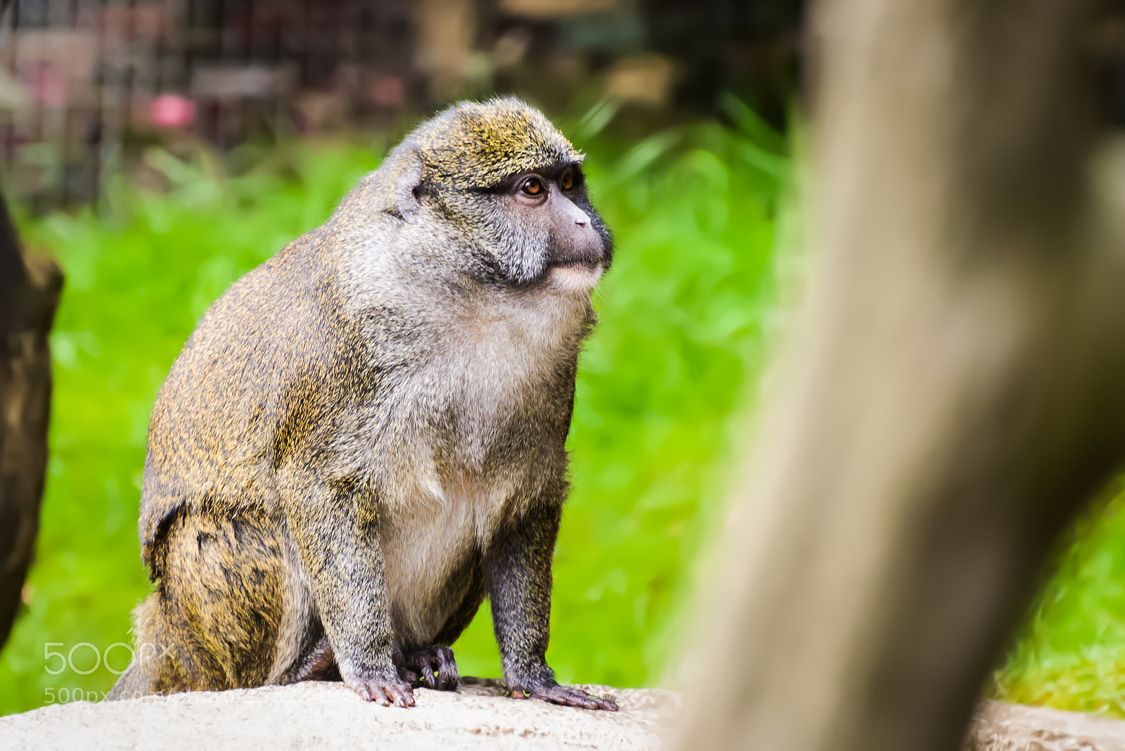 Nikon D800 sample photo. Swamp monkey photography
