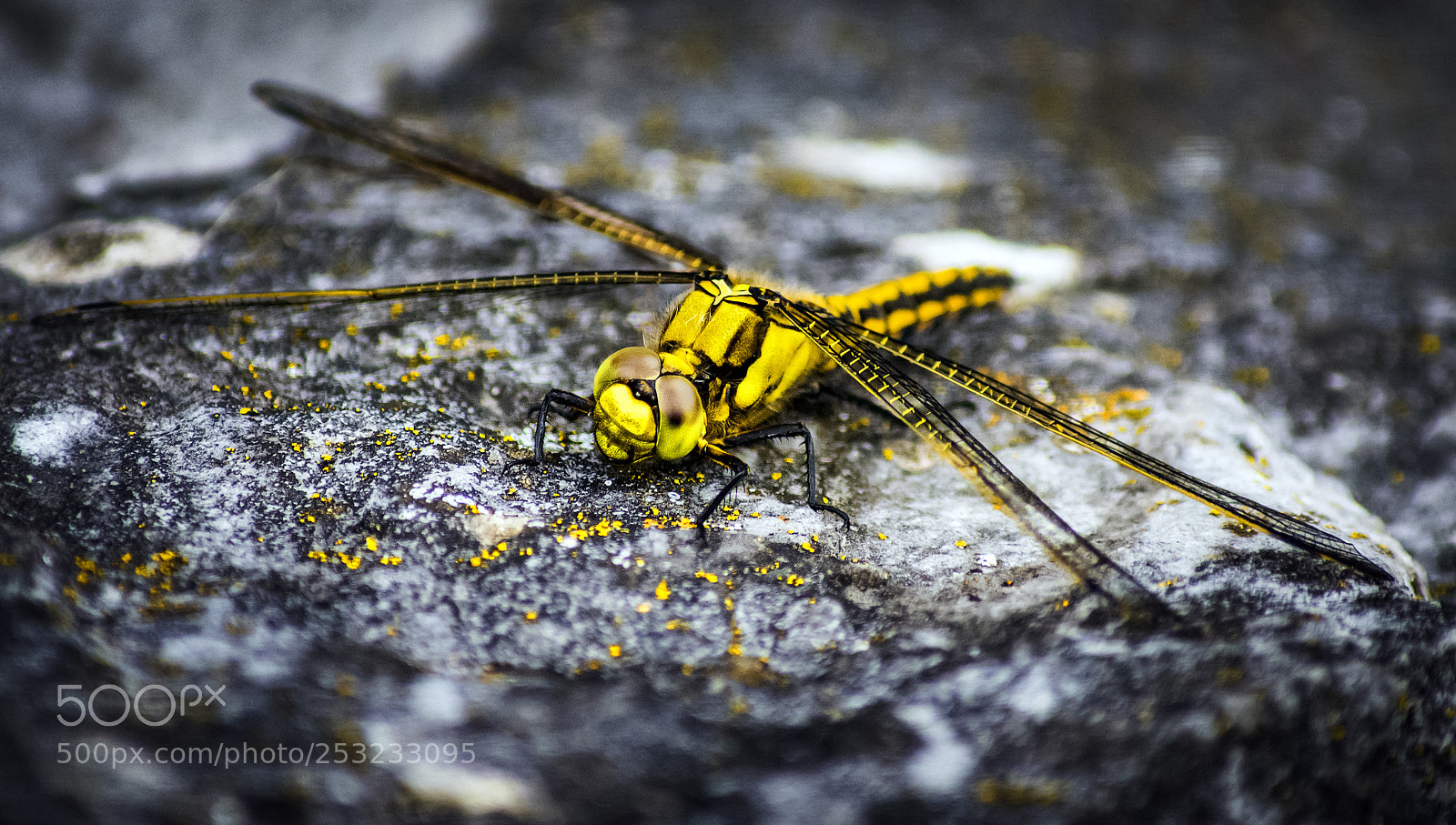 Nikon D7200 sample photo. Yellow dispersion. photography