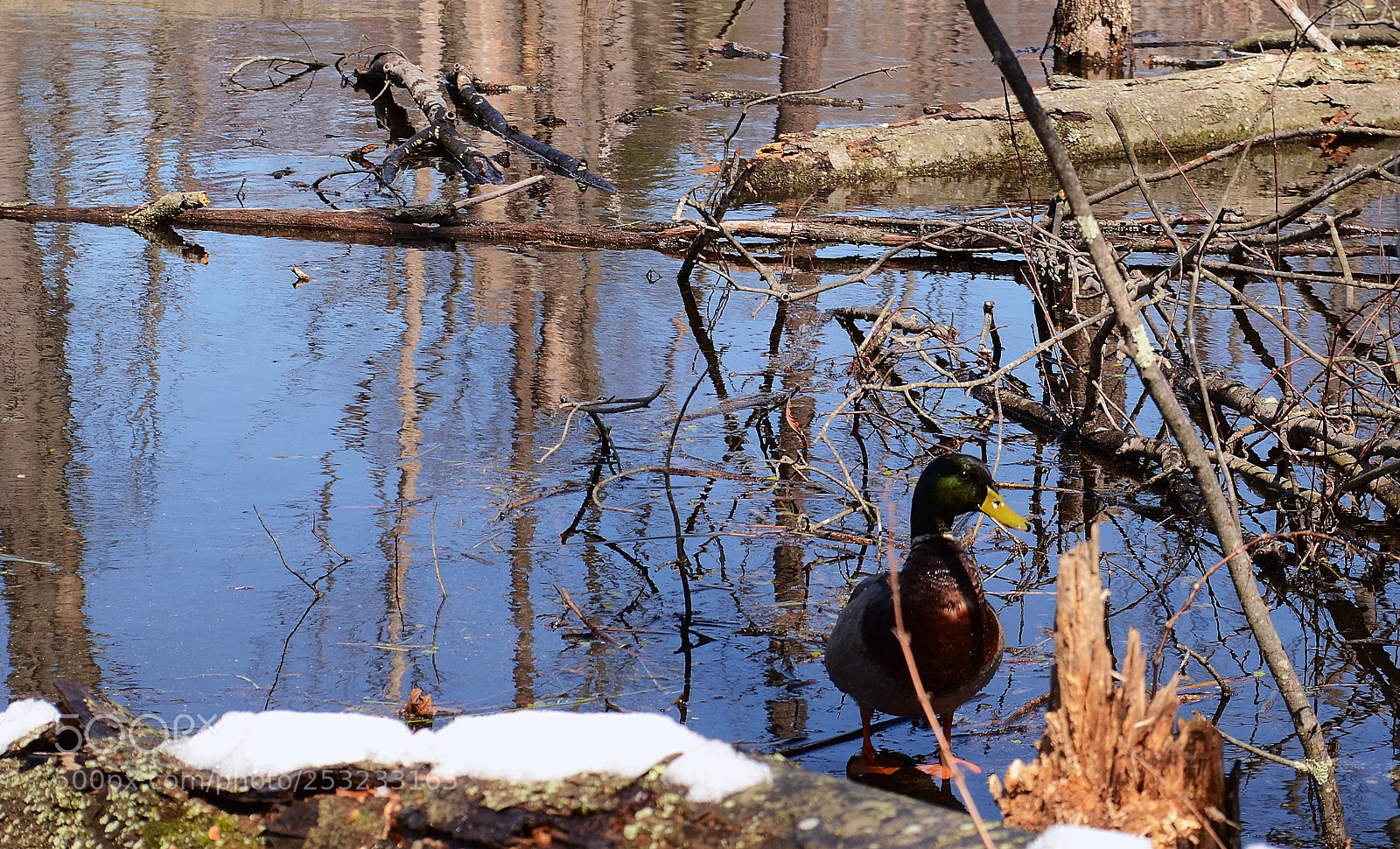 Nikon D3100 sample photo. Chilly, va photography