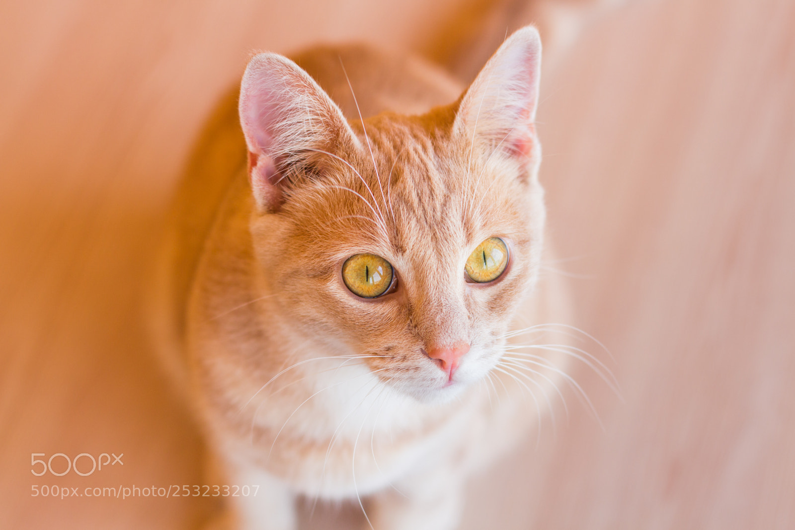 Canon EOS 650D (EOS Rebel T4i / EOS Kiss X6i) sample photo. The cat looks from photography