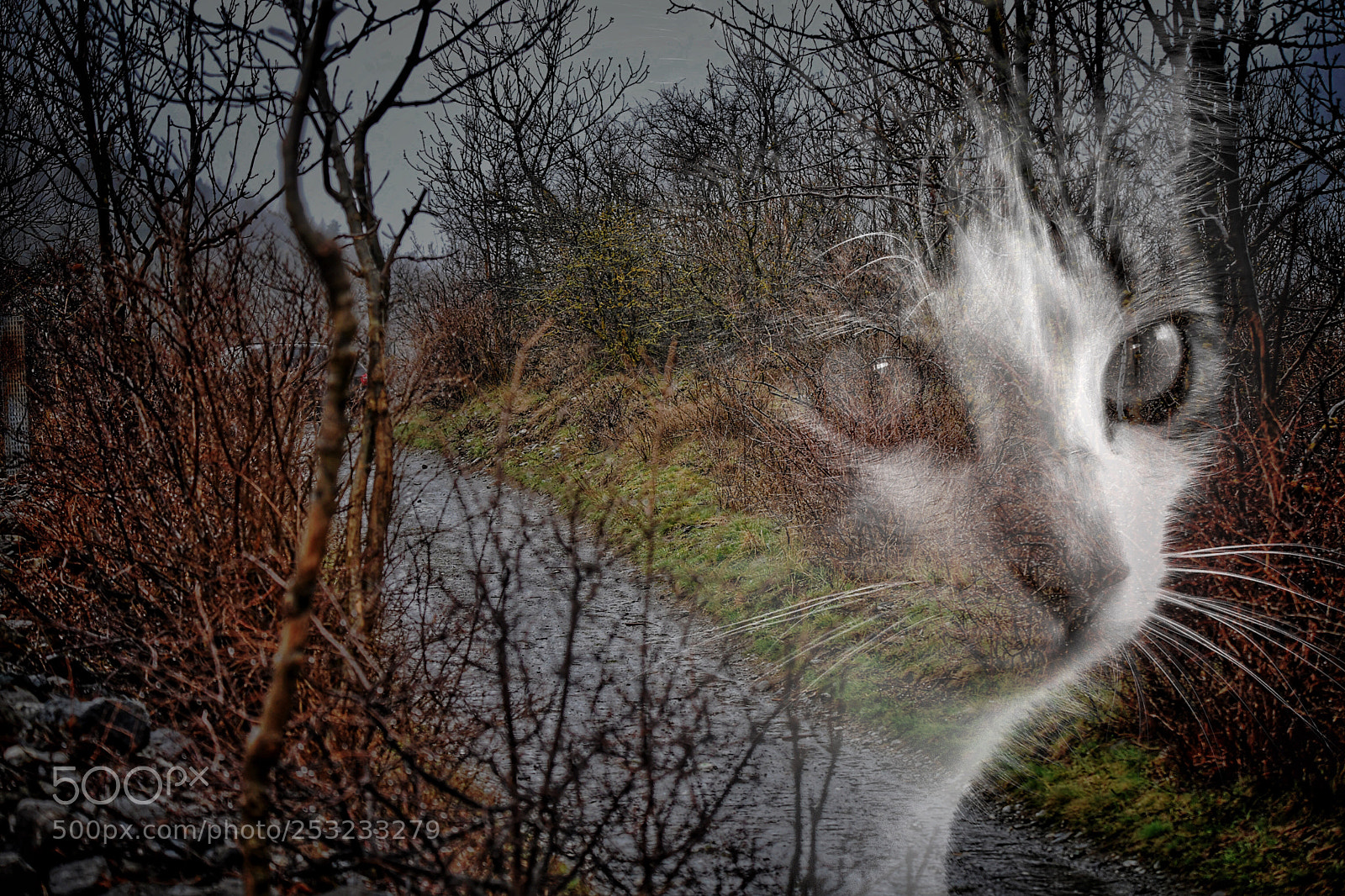 Nikon D850 sample photo. Untitled photography