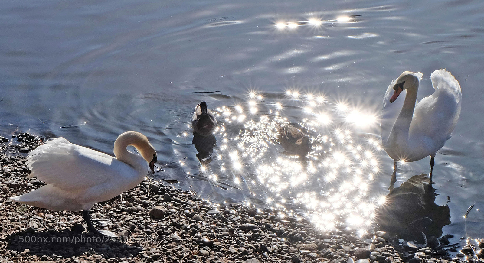 Fujifilm X-M1 sample photo. White swans photography
