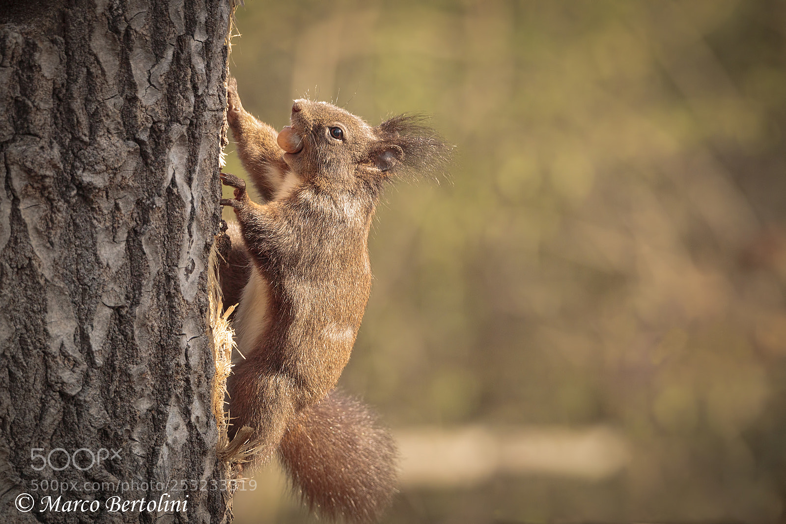 Canon EOS 80D sample photo. Squirrel photography