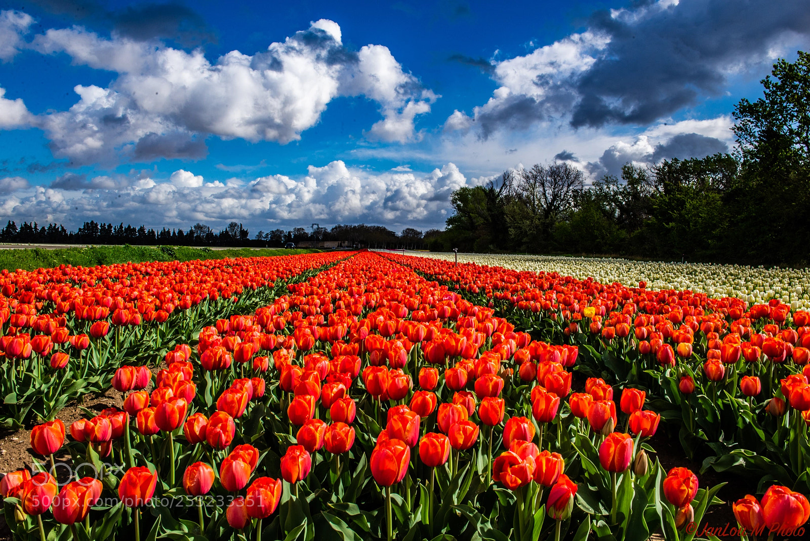 Nikon D610 sample photo. Fields of tulips at photography