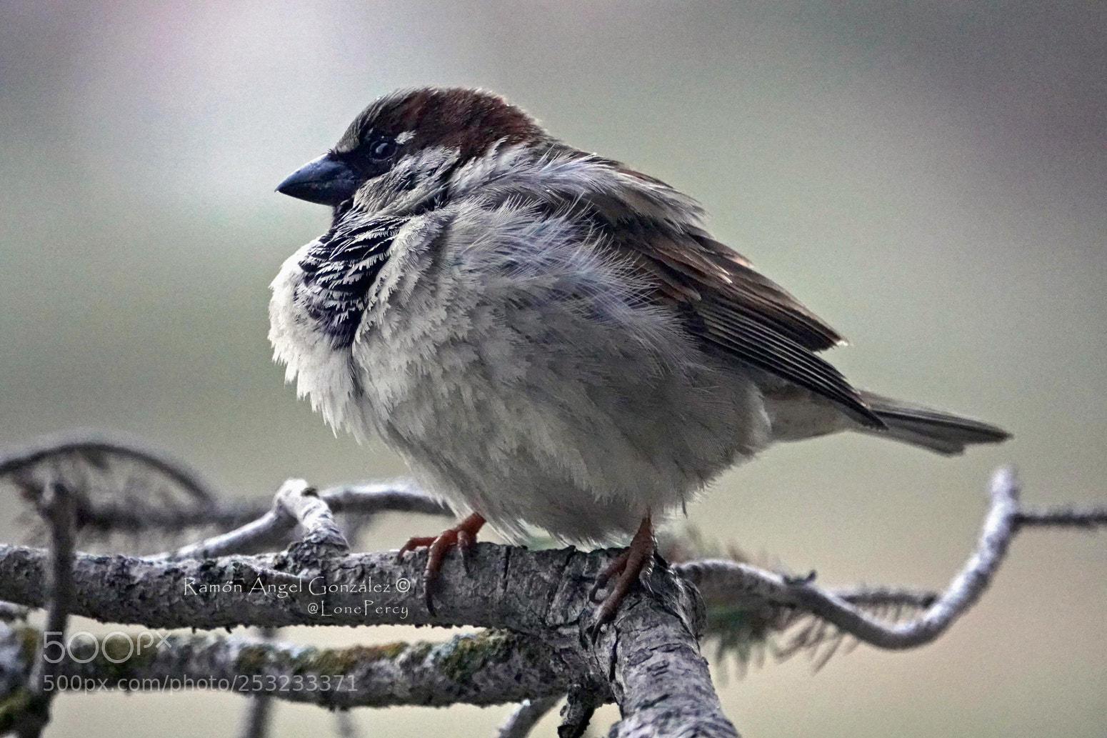 Sony Cyber-shot DSC-RX10 IV sample photo. House sparrow at dusk photography