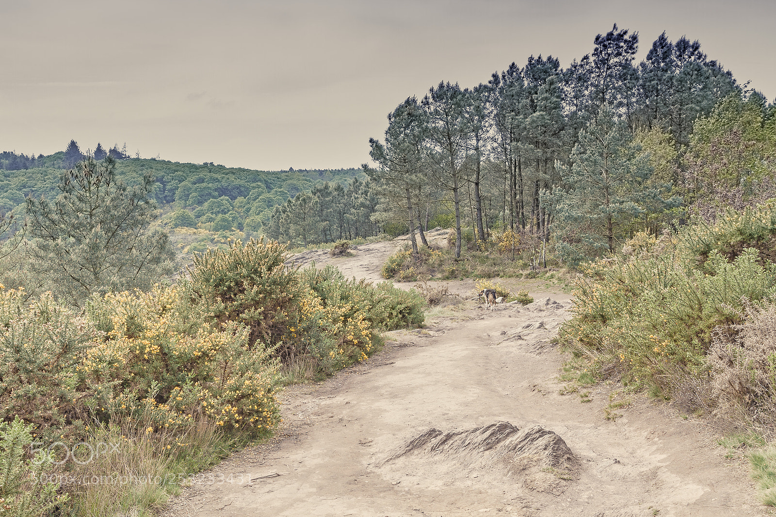 Canon EOS 7D sample photo. Fore t de broce photography