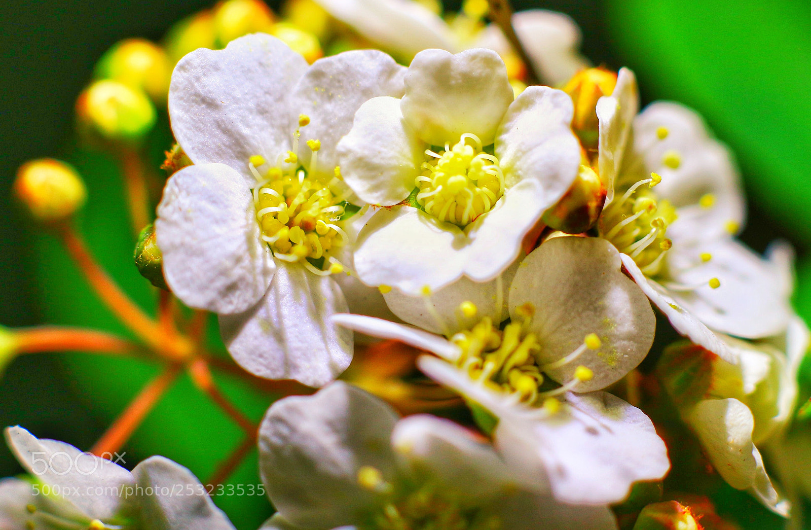 Canon EOS M10 sample photo. Macro with extension tube photography