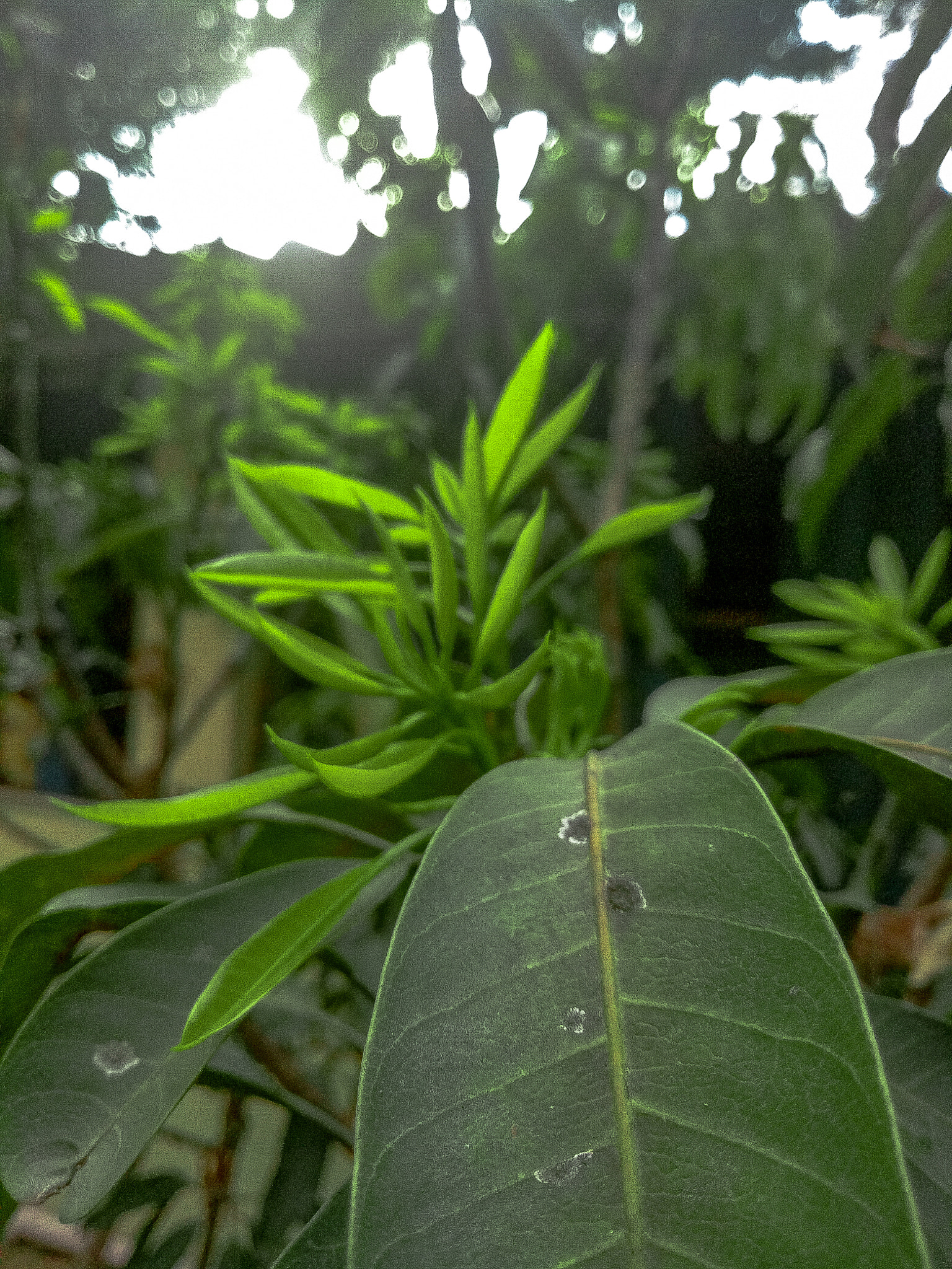 OPPO A1601 sample photo. Mango fresh photography