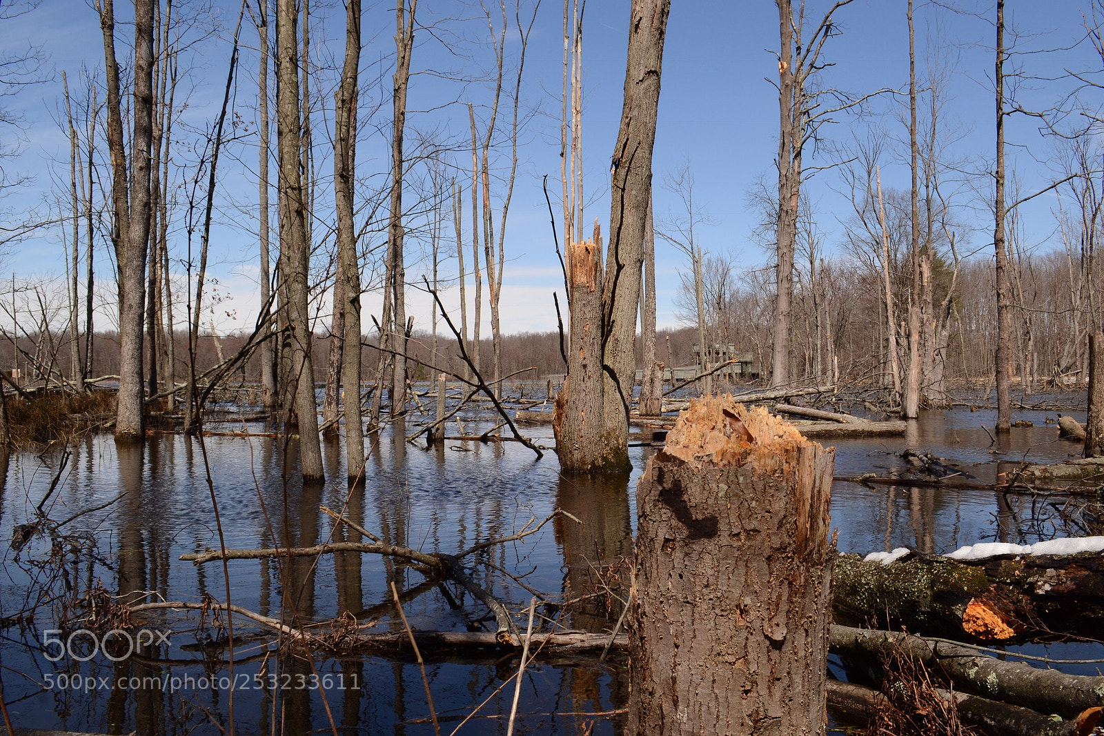 Nikon D3100 sample photo. Wetlands, va photography