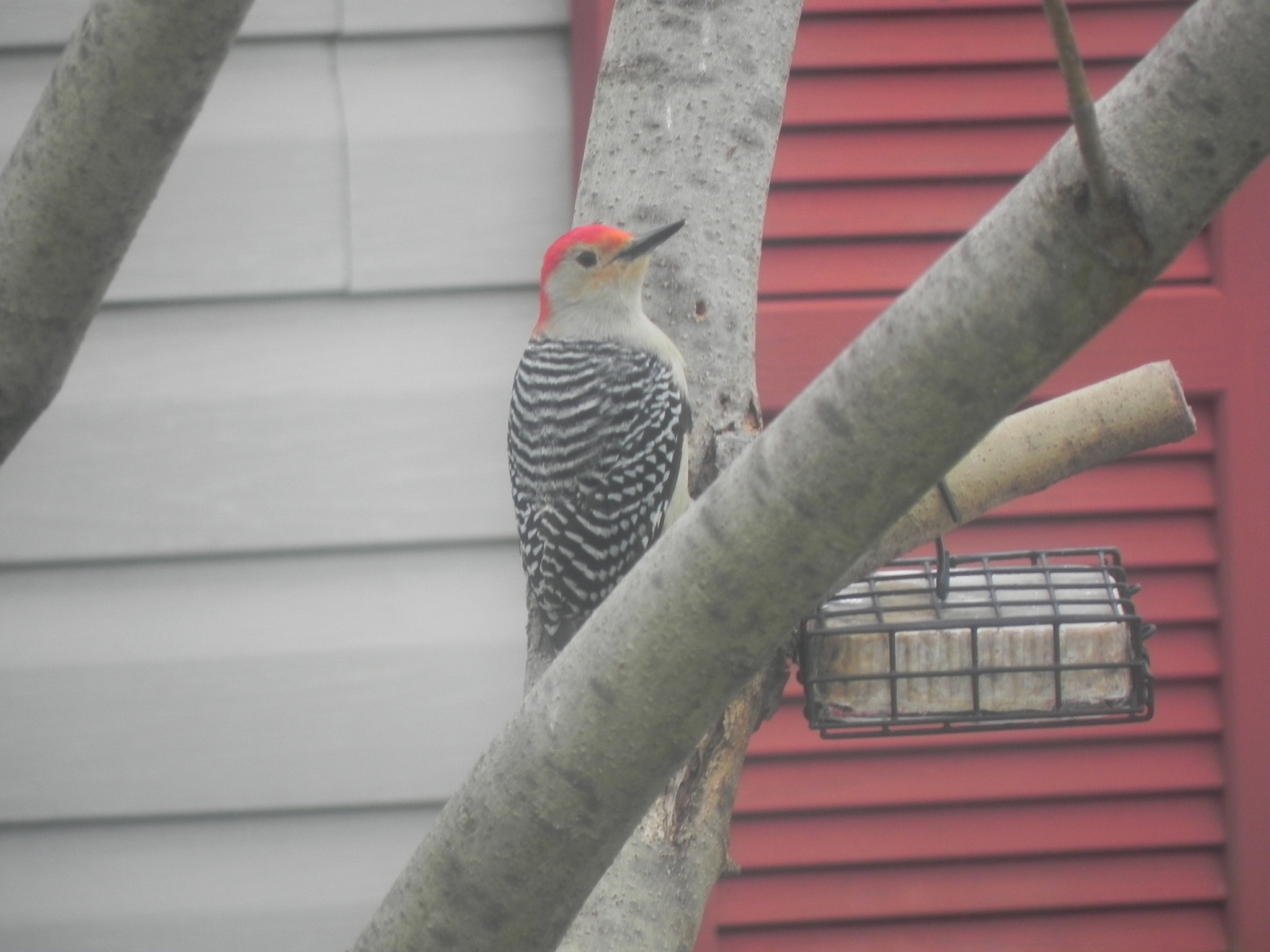 Nikon Coolpix P100 sample photo. Woodpecker  photography