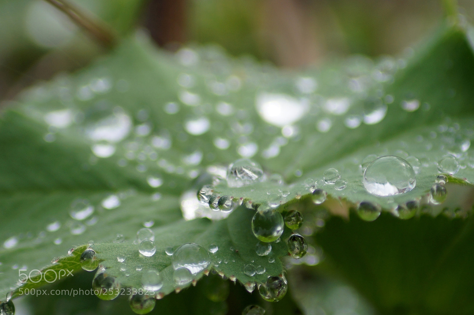 Sony SLT-A58 sample photo. After the rain  photography