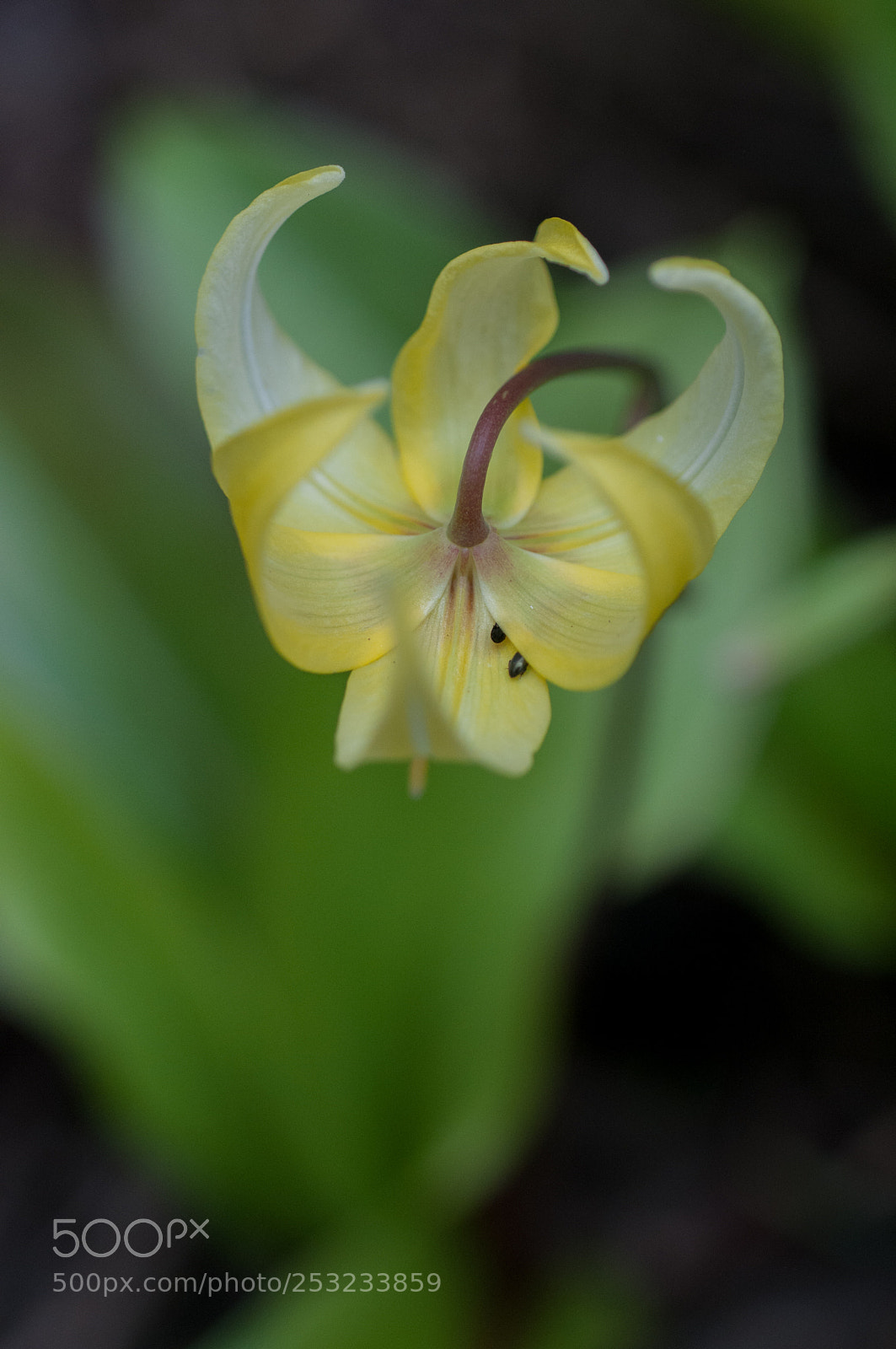 Nikon D300 sample photo. Couronne photography