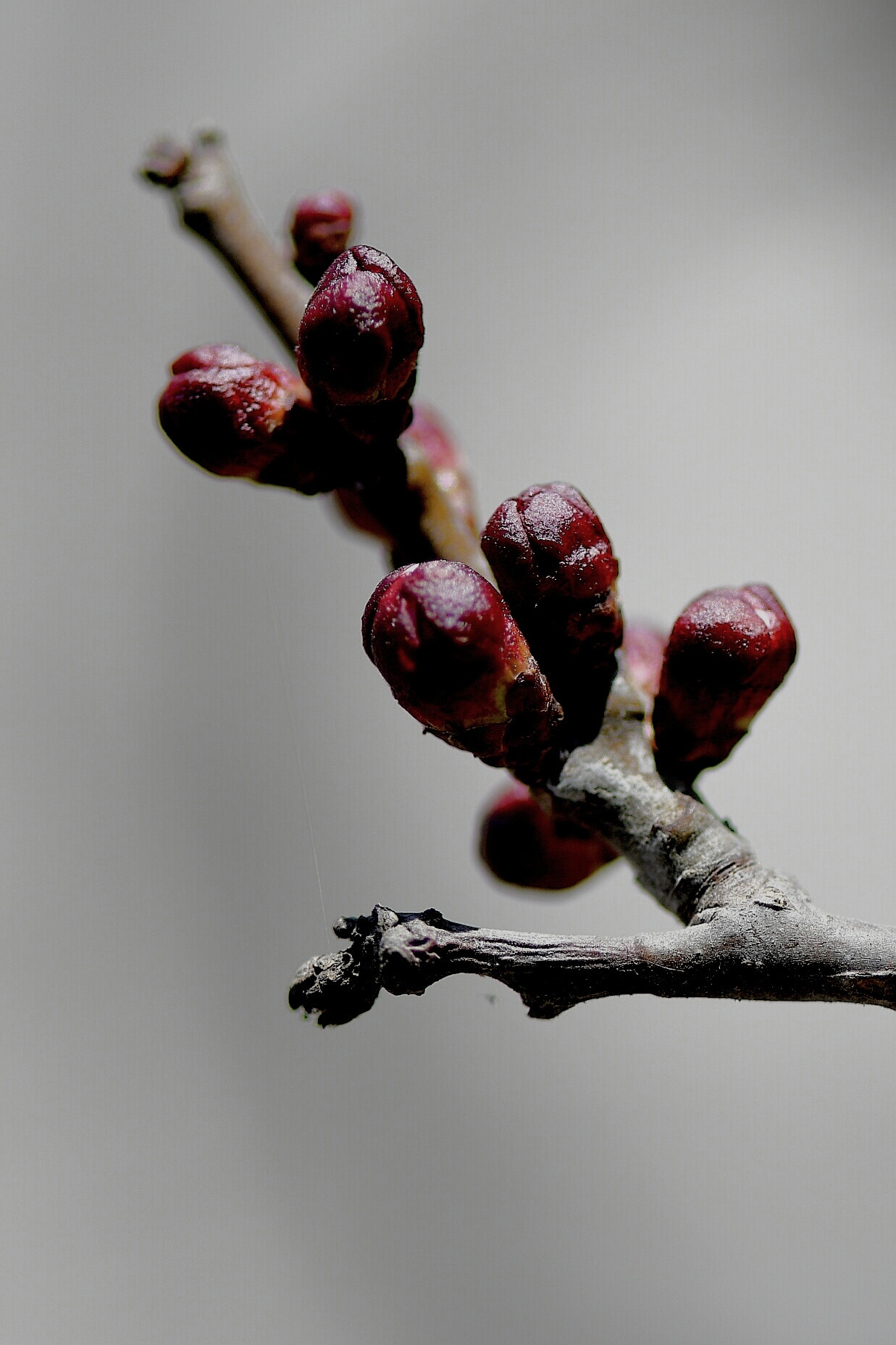 Nikon AF-S Micro-Nikkor 105mm F2.8G IF-ED VR sample photo. Budding flowers photography