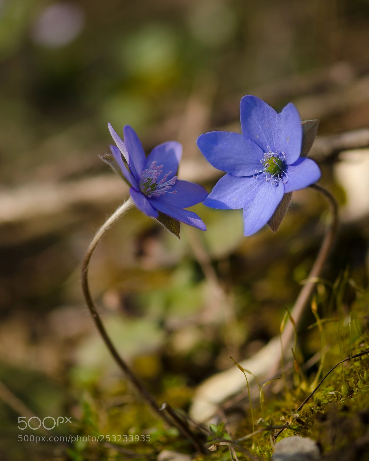 Nikon D5100 sample photo. _...-1184.jpg photography