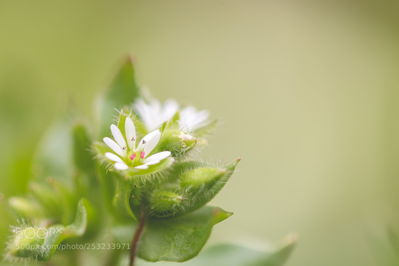 Canon EOS 70D sample photo. Pretty weeds photography