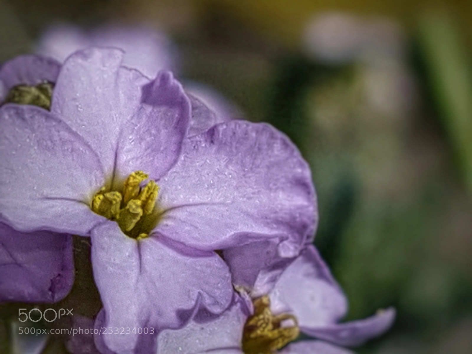 Samsung Galaxy S7 sample photo. Pavidi fiore photography