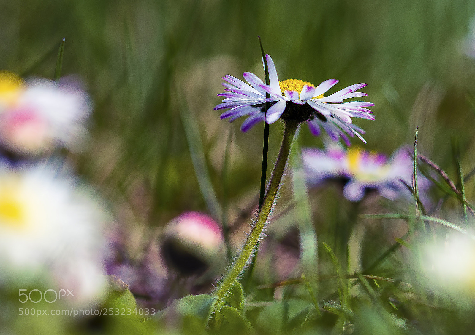 Nikon D500 sample photo. Spring is in the photography