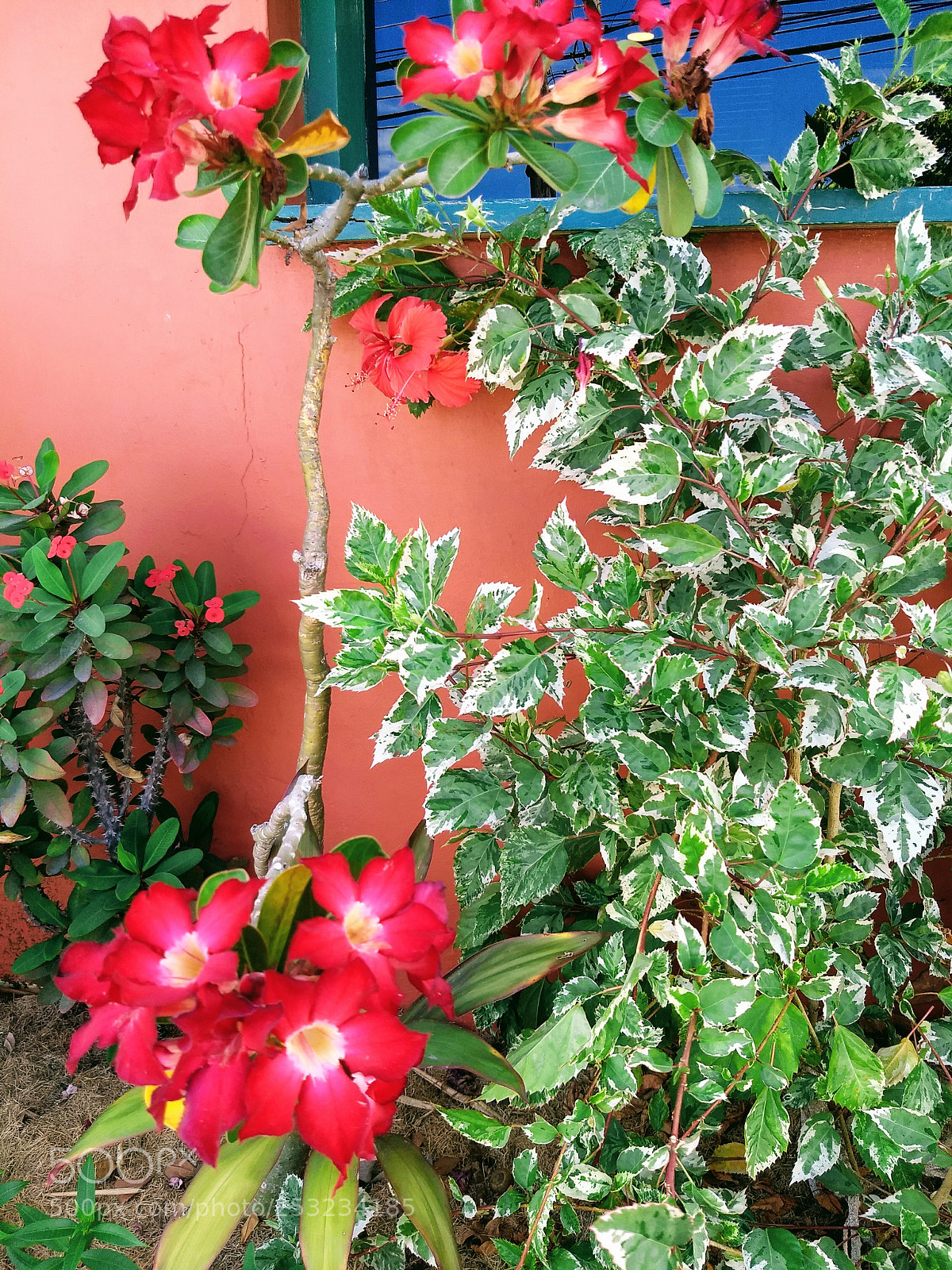 Motorola Moto G (5) Plus sample photo. Tropical flowers and shrubberies photography