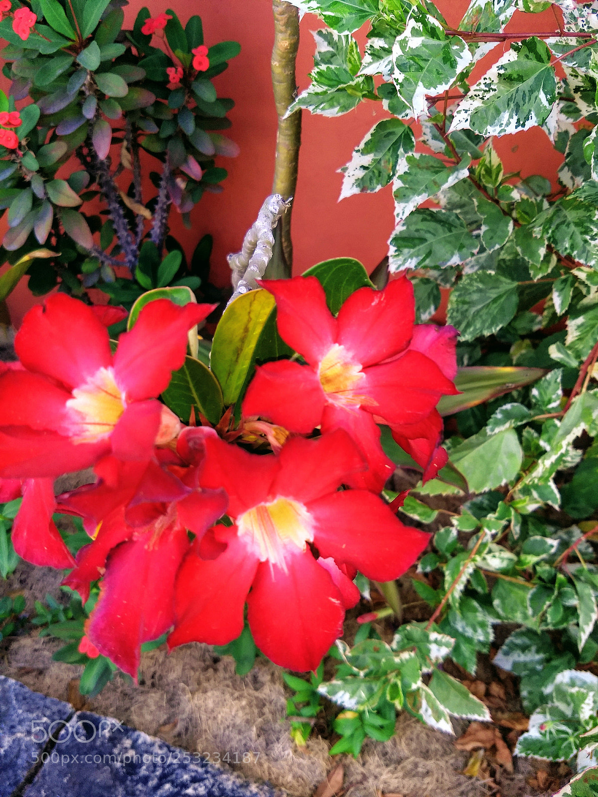 Motorola Moto G (5) Plus sample photo. Tropical flowers and shrubberies photography