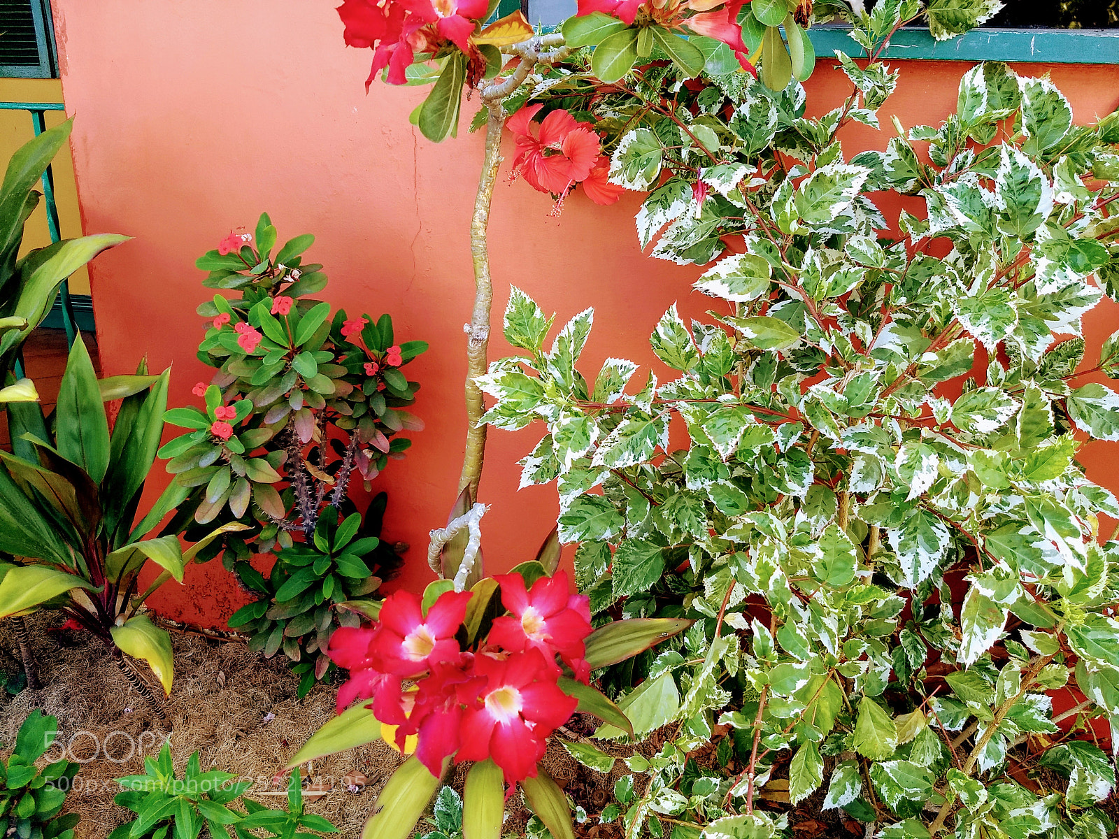 Motorola Moto G (5) Plus sample photo. Tropical flowers and shrubberies photography