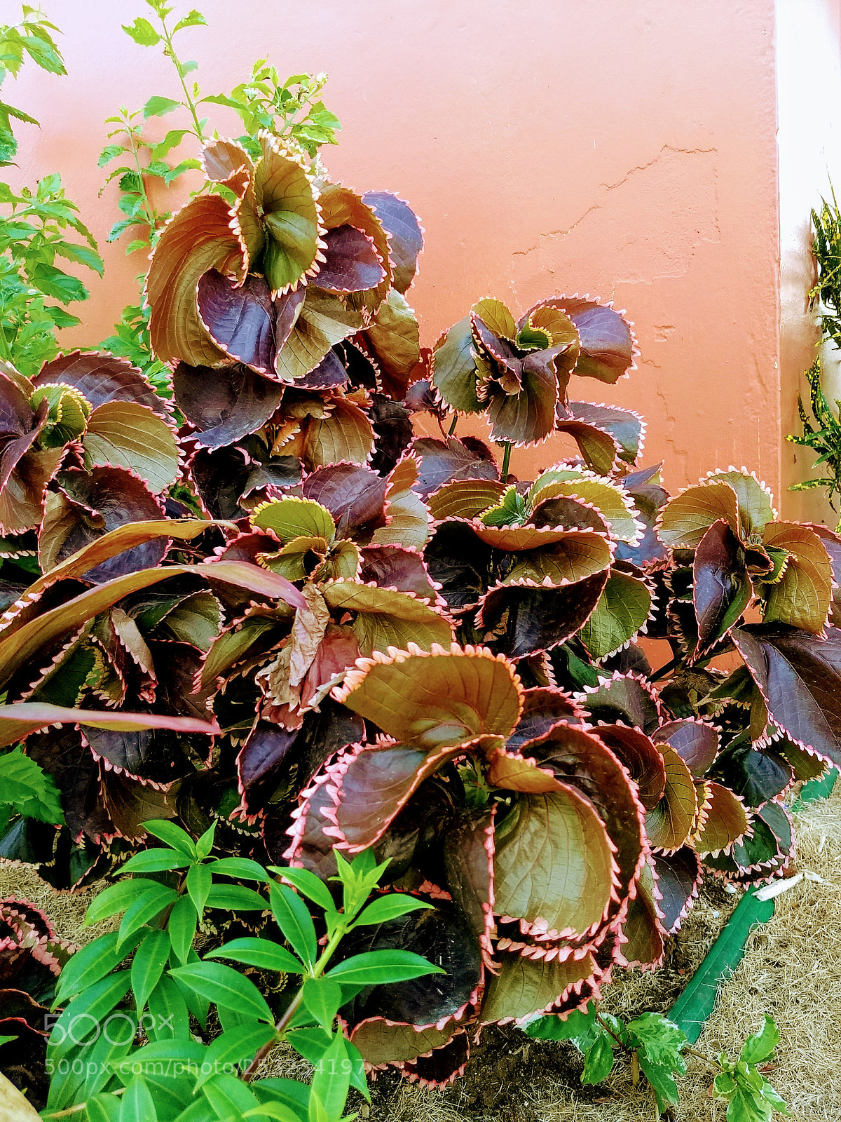 Motorola Moto G (5) Plus sample photo. Tropical flowers and shrubberies photography
