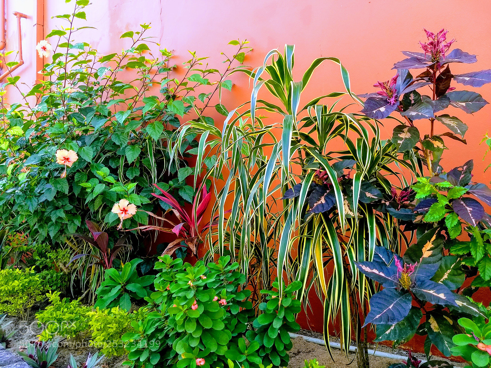 Motorola Moto G (5) Plus sample photo. Tropical flowers and shrubberies photography