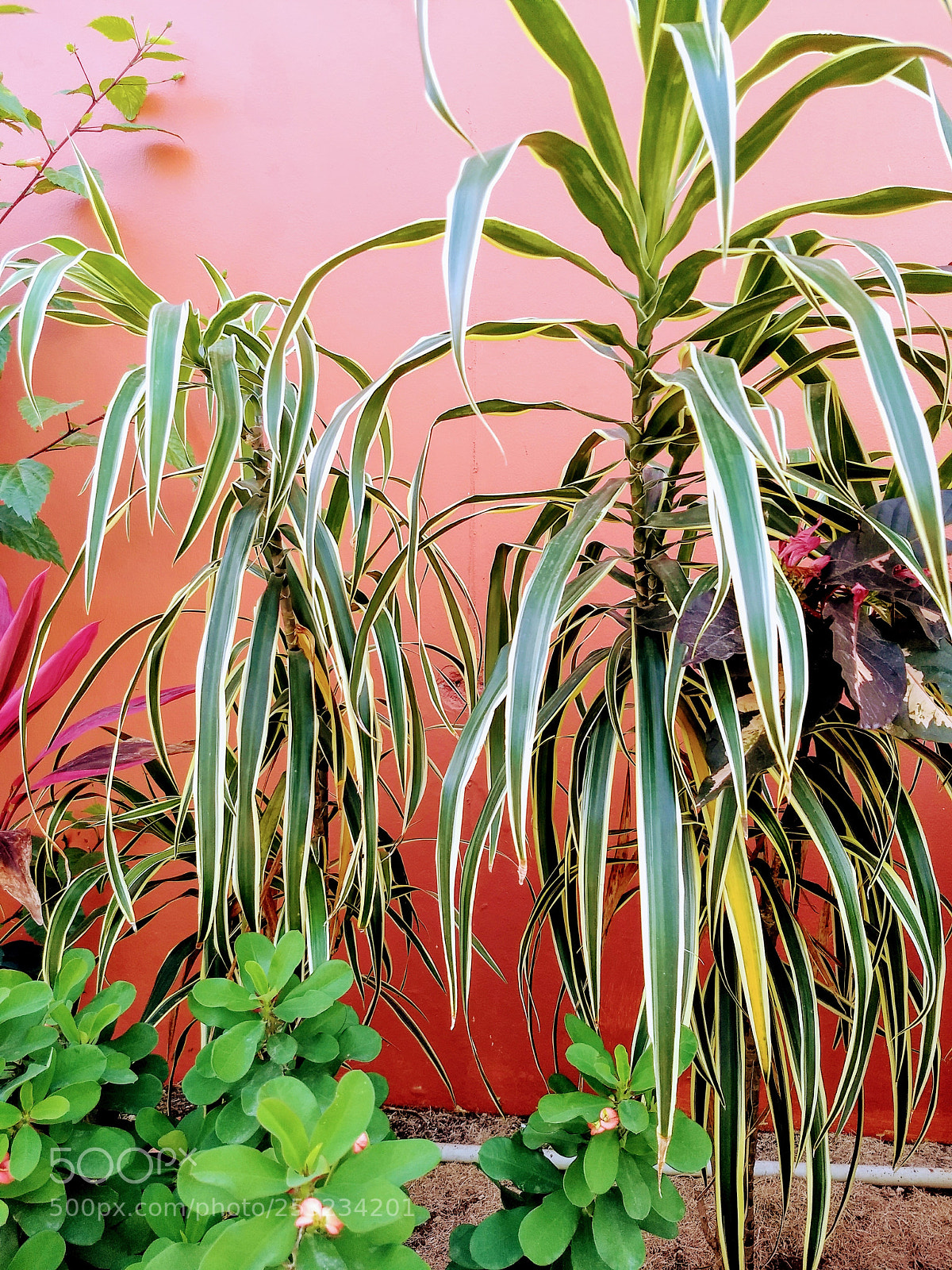 Motorola Moto G (5) Plus sample photo. Tropical flowers and shrubberies photography