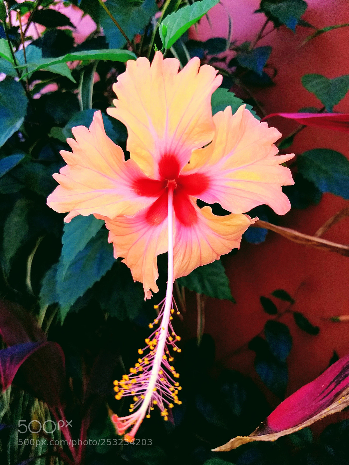 Motorola Moto G (5) Plus sample photo. Tropical flowers and shrubberies photography