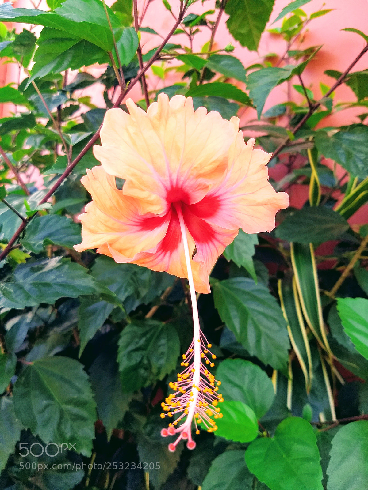 Motorola Moto G (5) Plus sample photo. Tropical flowers and shrubberies photography