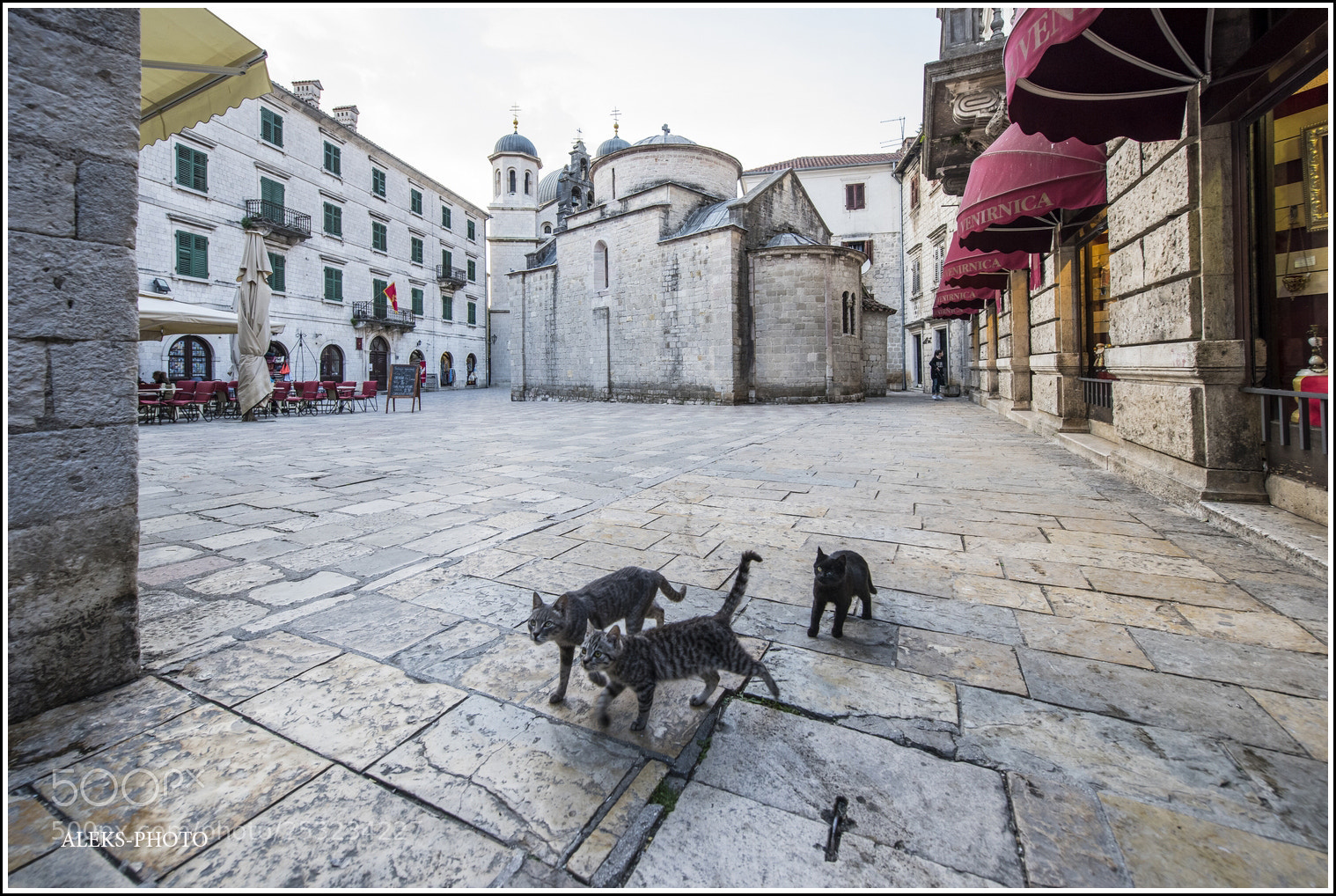 Nikon D810 sample photo. Cats of montenegro photography