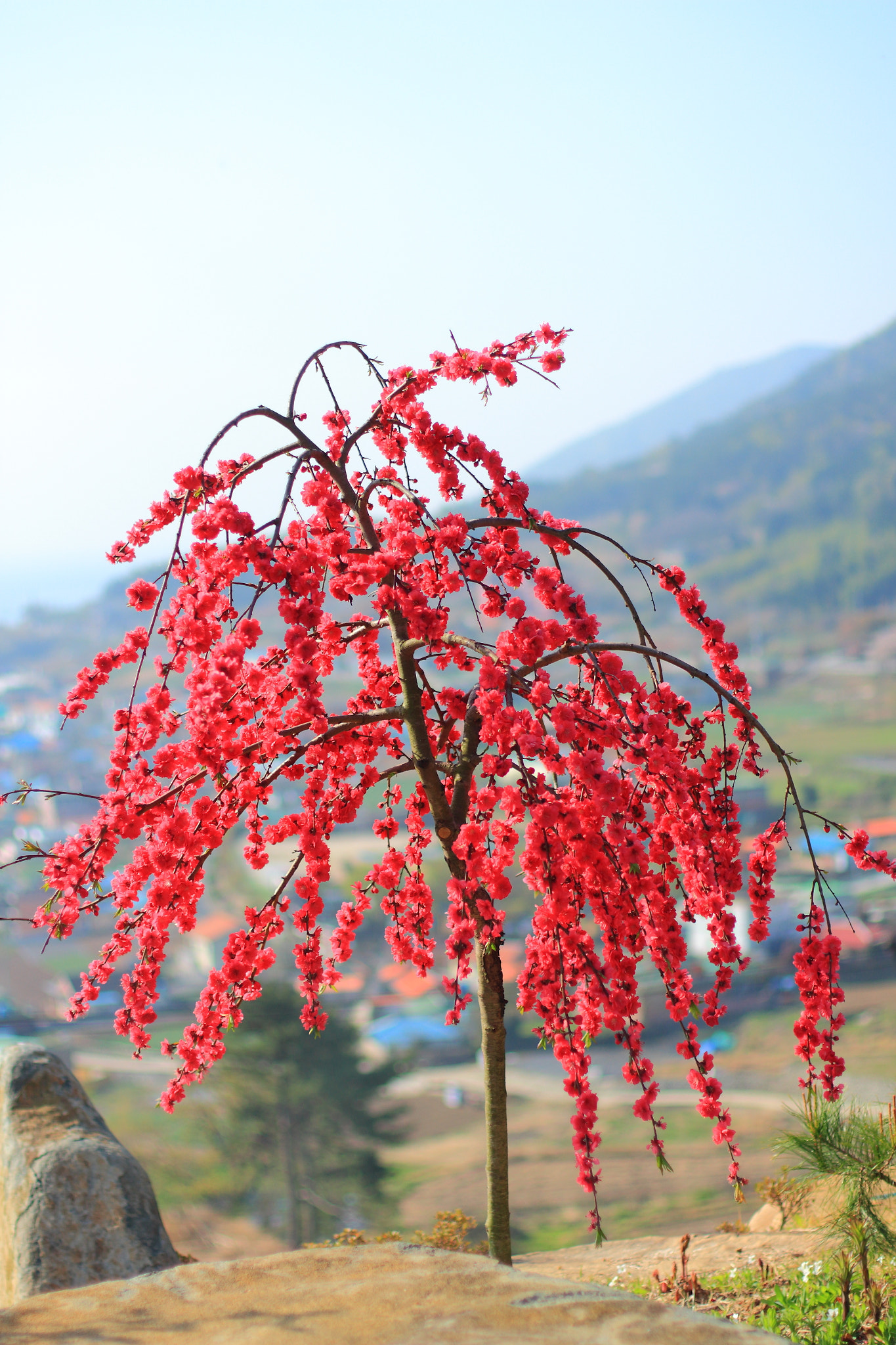Canon EOS 700D (EOS Rebel T5i / EOS Kiss X7i) + Canon EF 50mm F1.4 USM sample photo. Red peach blossoms photography