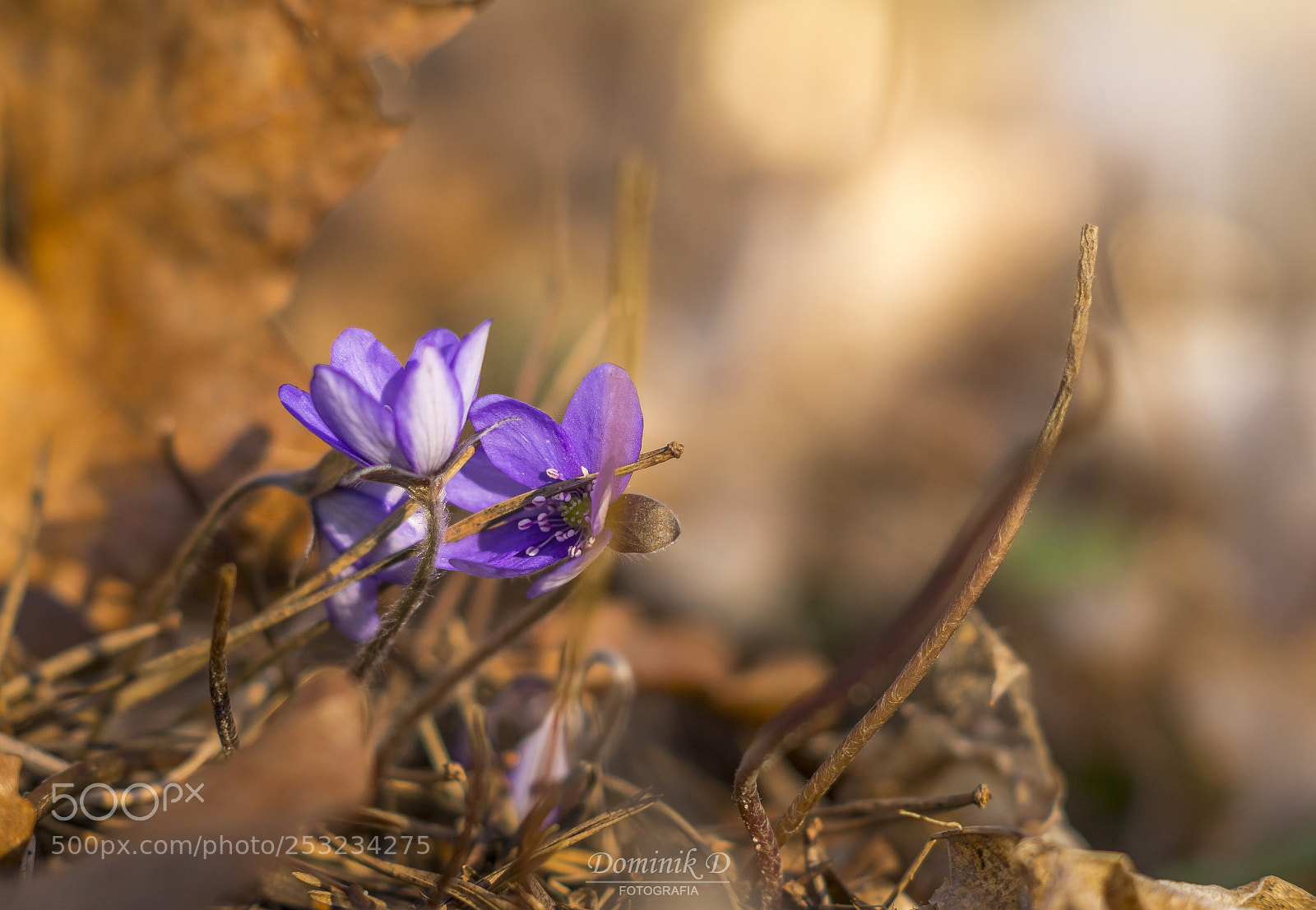 Sony SLT-A58 sample photo. Spring flowers photography