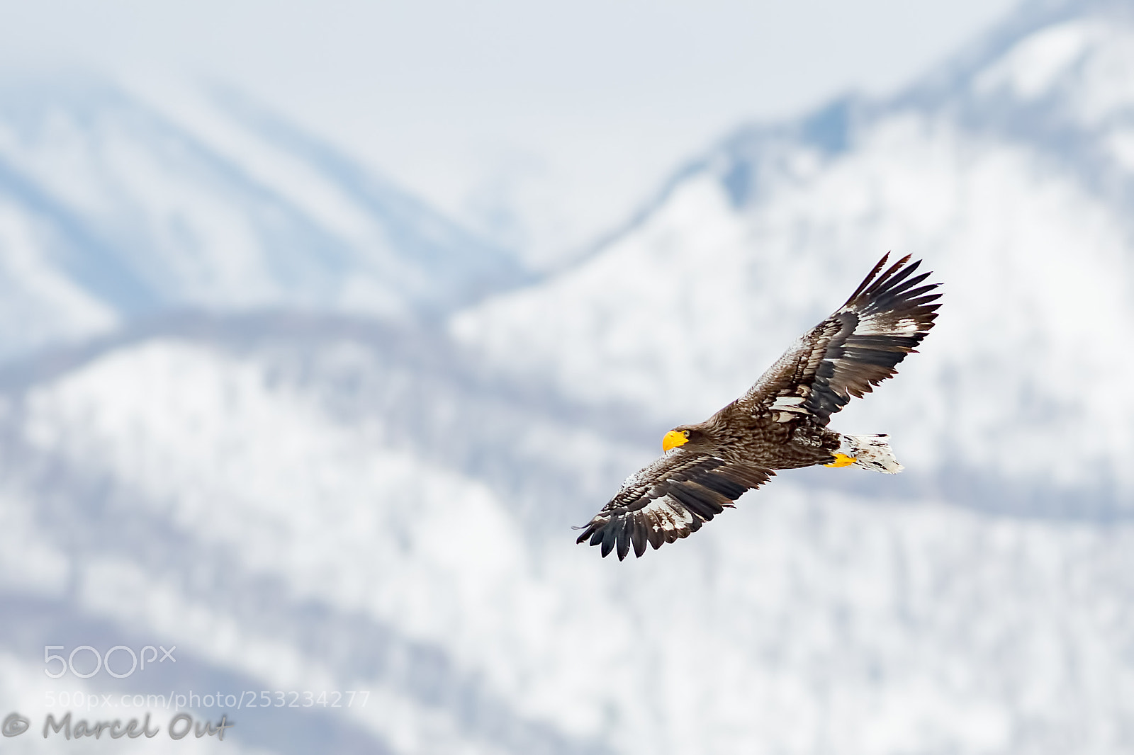 Nikon D500 sample photo. Fly like an eagle.... photography